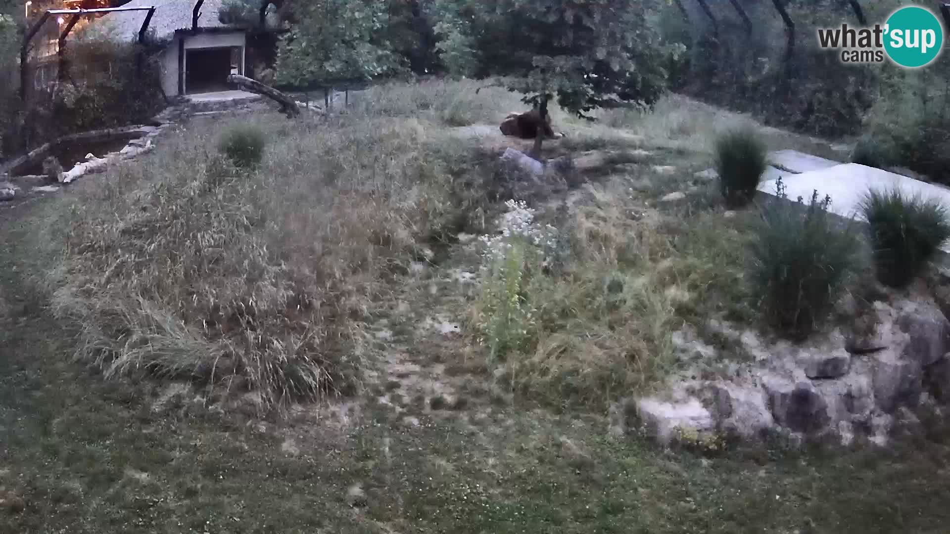 Zoo Ljubljana webcam Löwen