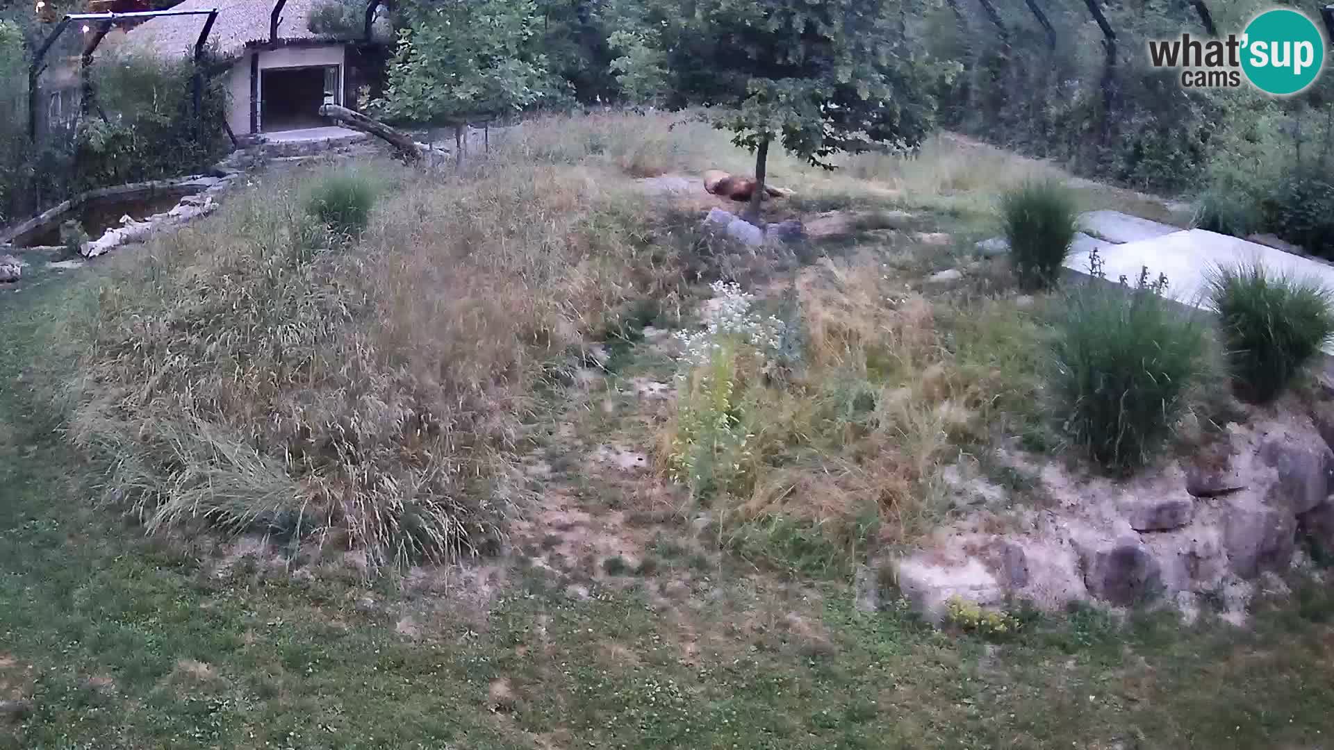 Zoo Lubiana live webcam Leoni