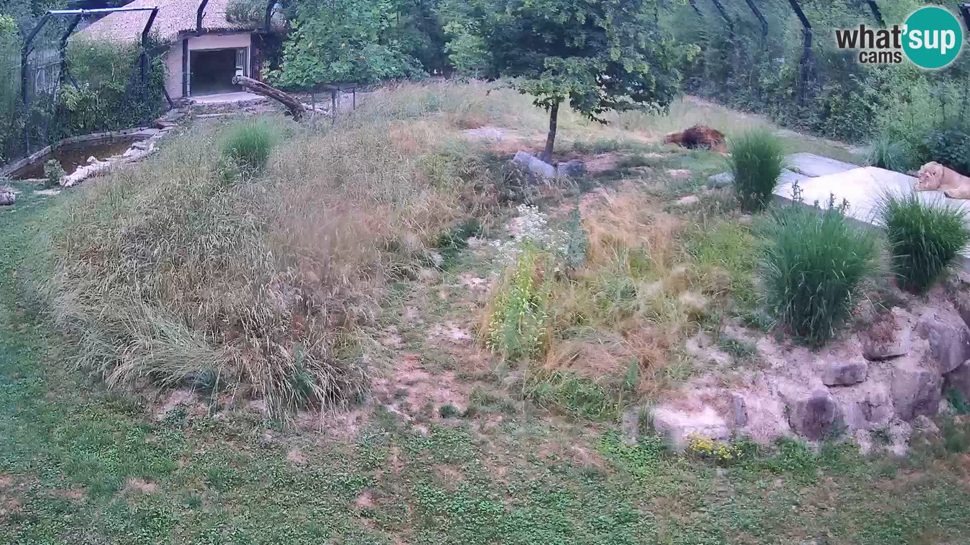 Zoo Ljubljana webcam Löwen