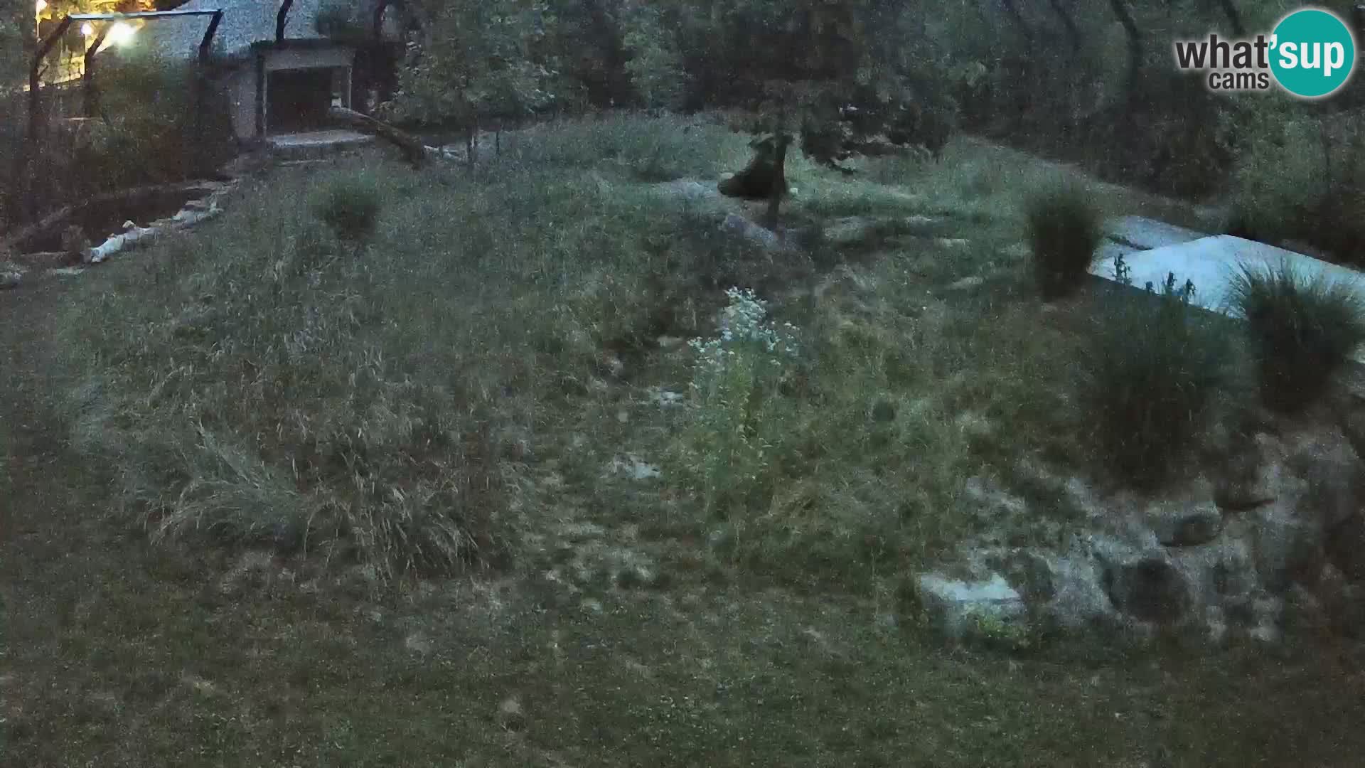 Live Ljubljana Zoo webcam Lion
