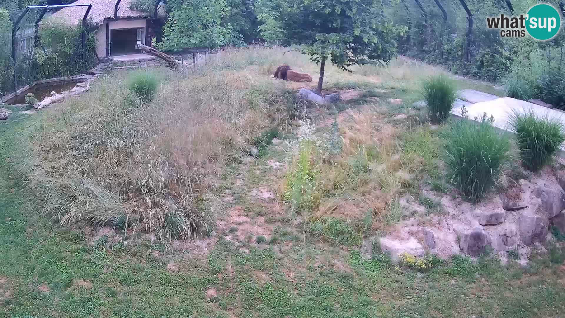 Zoo Ljubljana camera en vivo Leones
