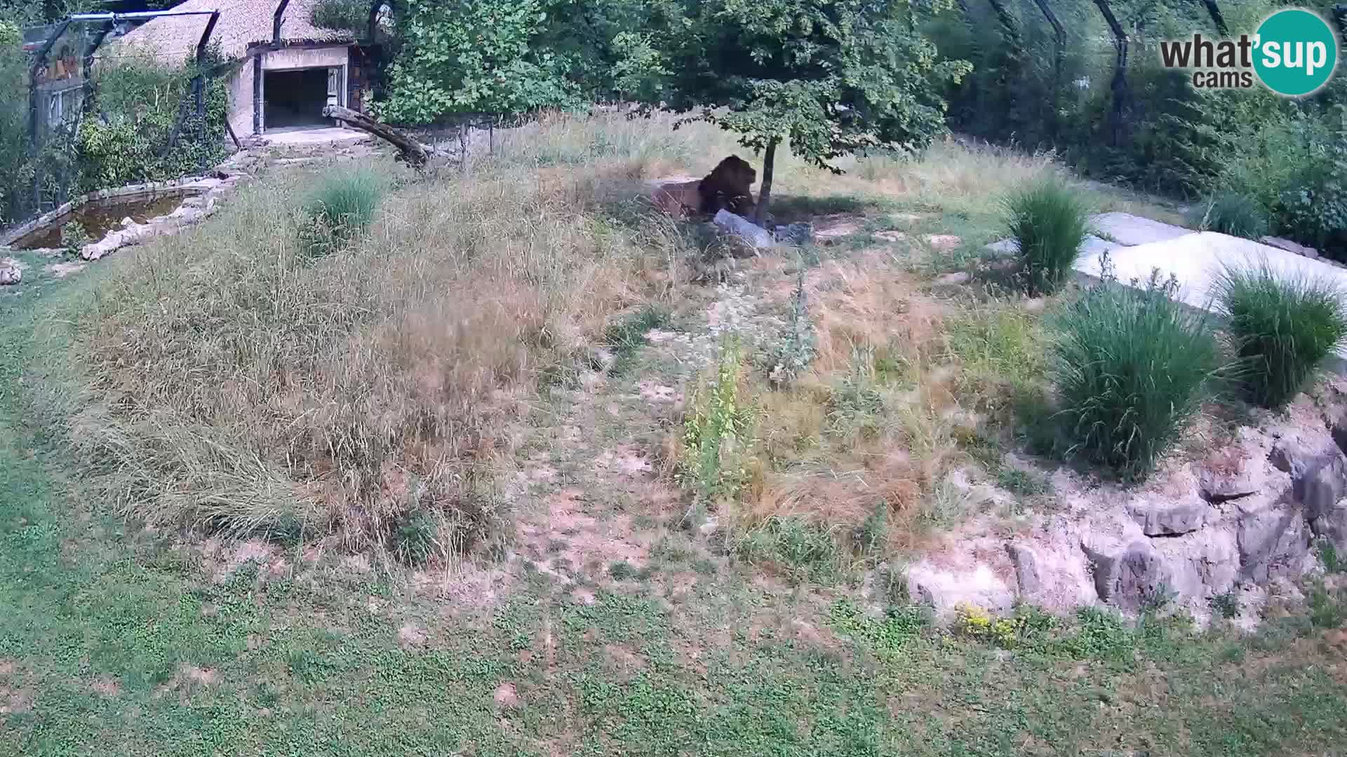 Live Ljubljana Zoo webcam Lion