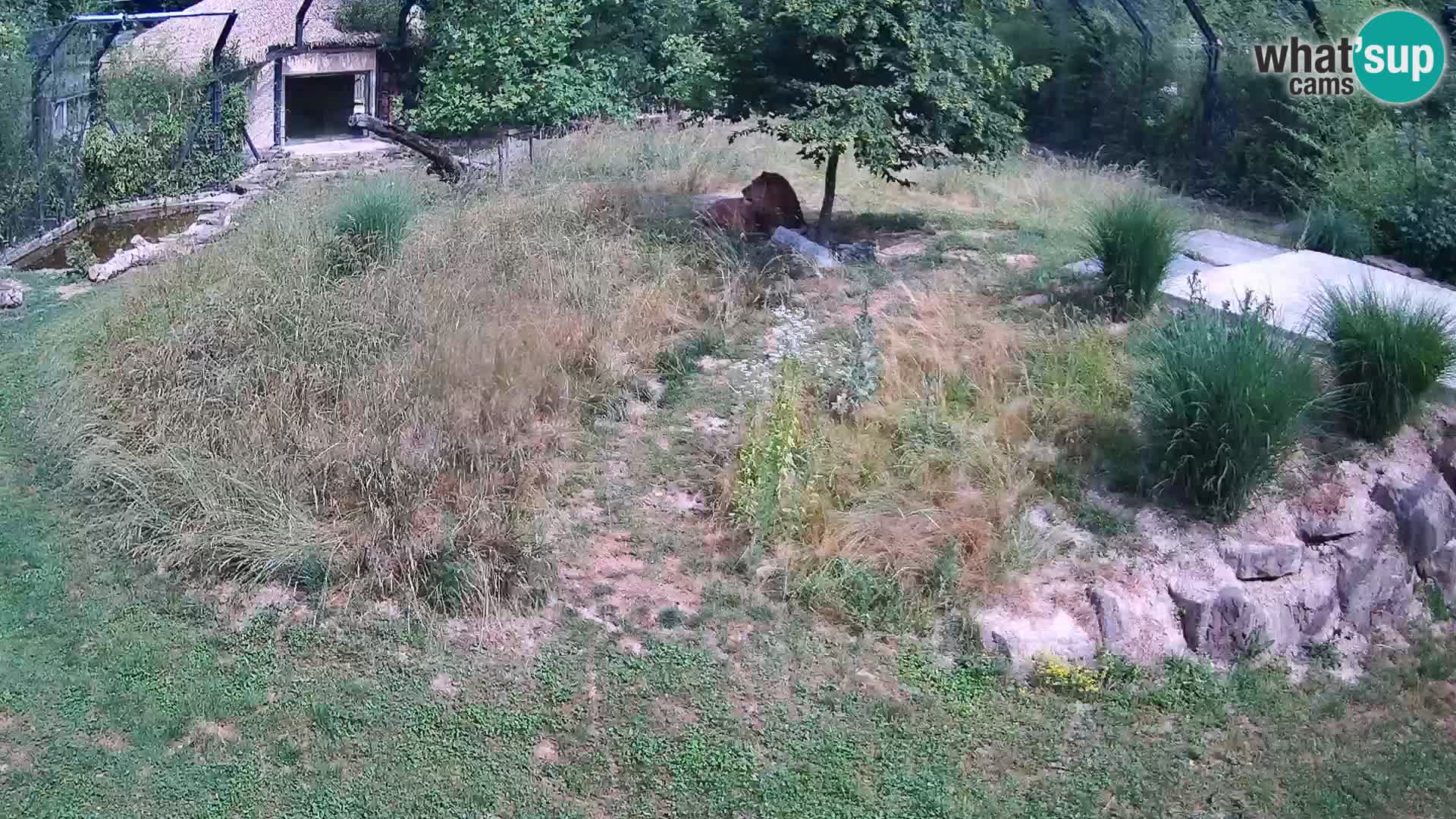 Zoo Lubiana live webcam Leoni