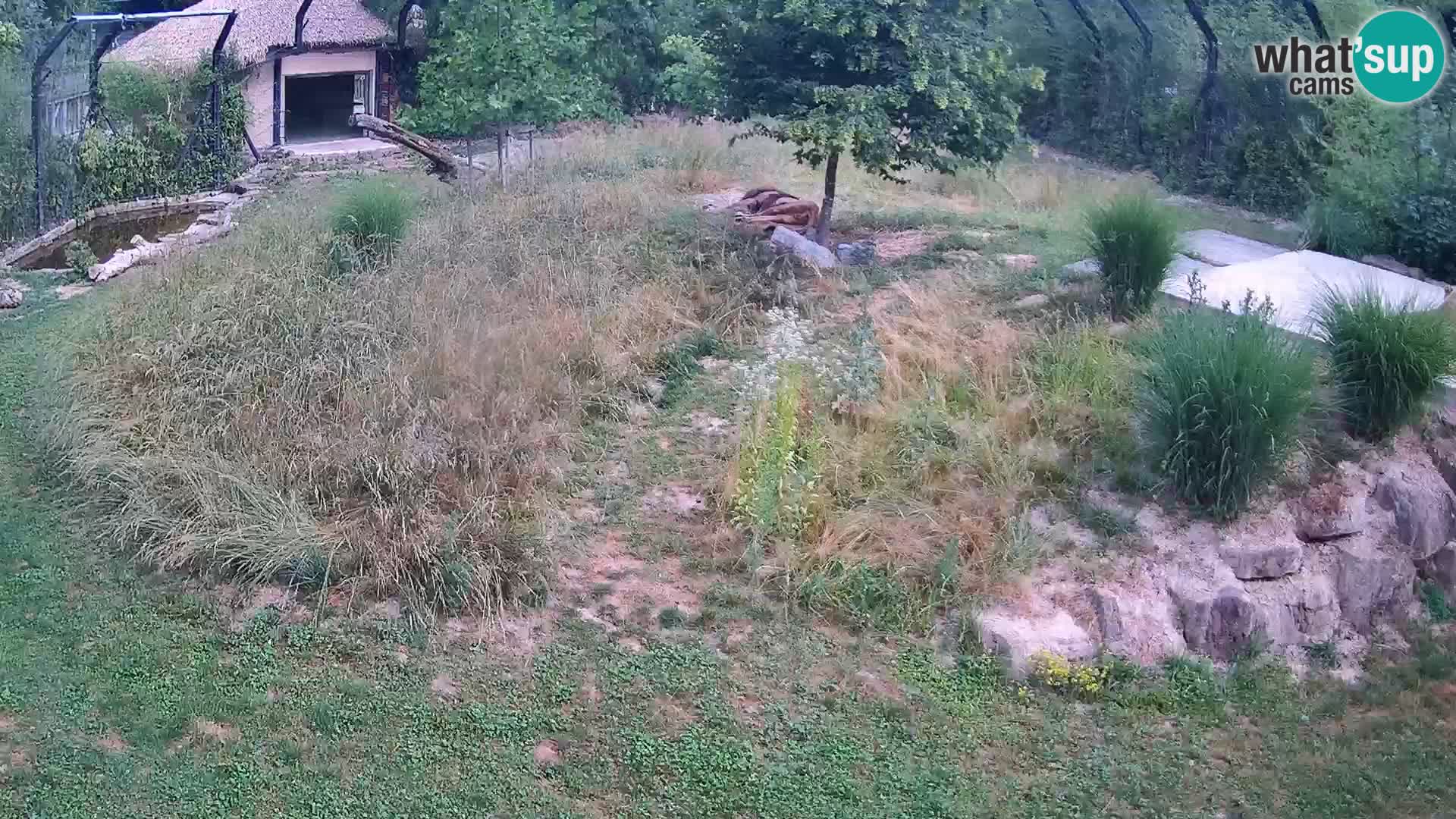 Zoo Ljubljana camera en vivo Leones