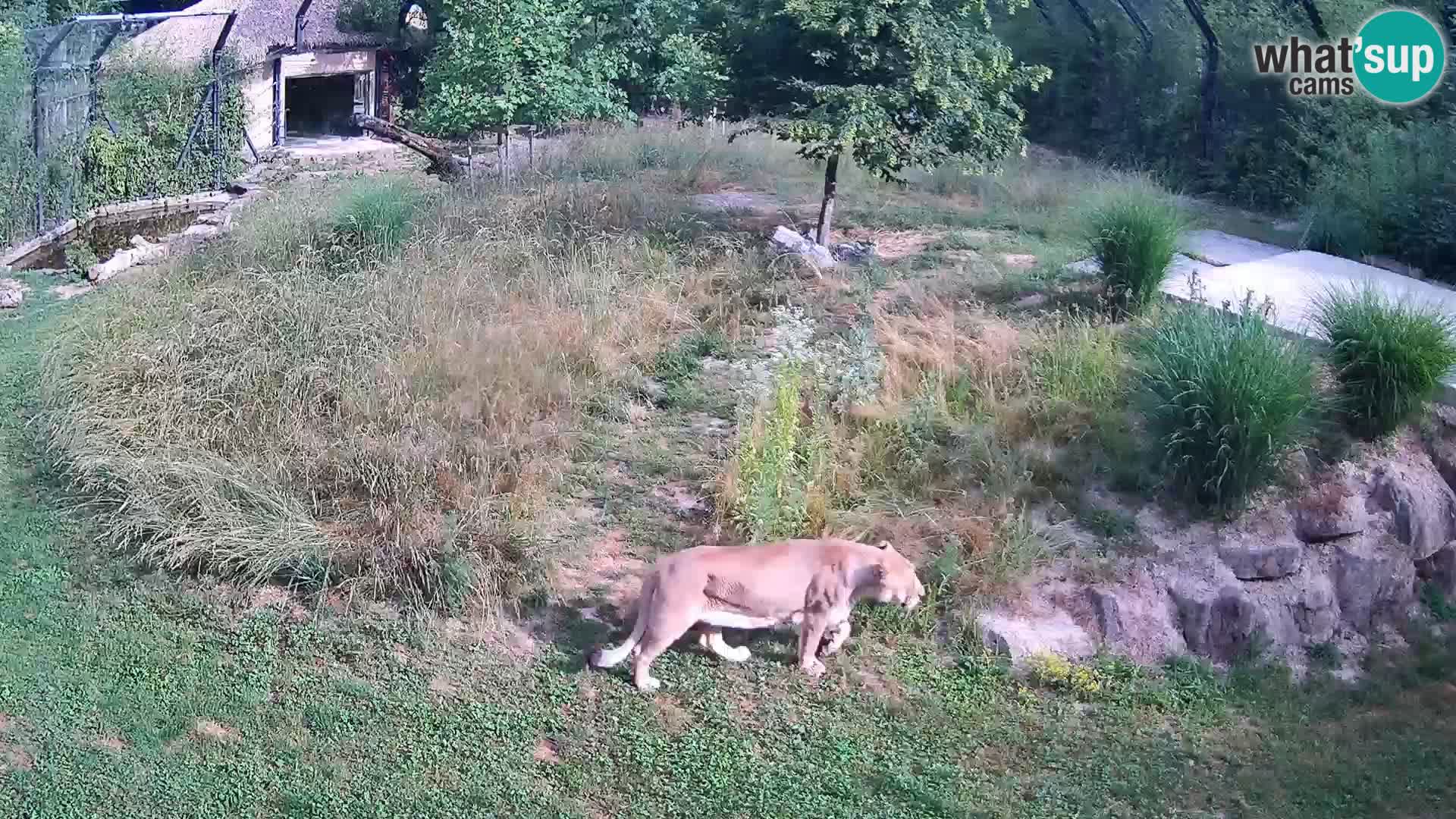 Zoo Ljubljana camera en vivo Leones