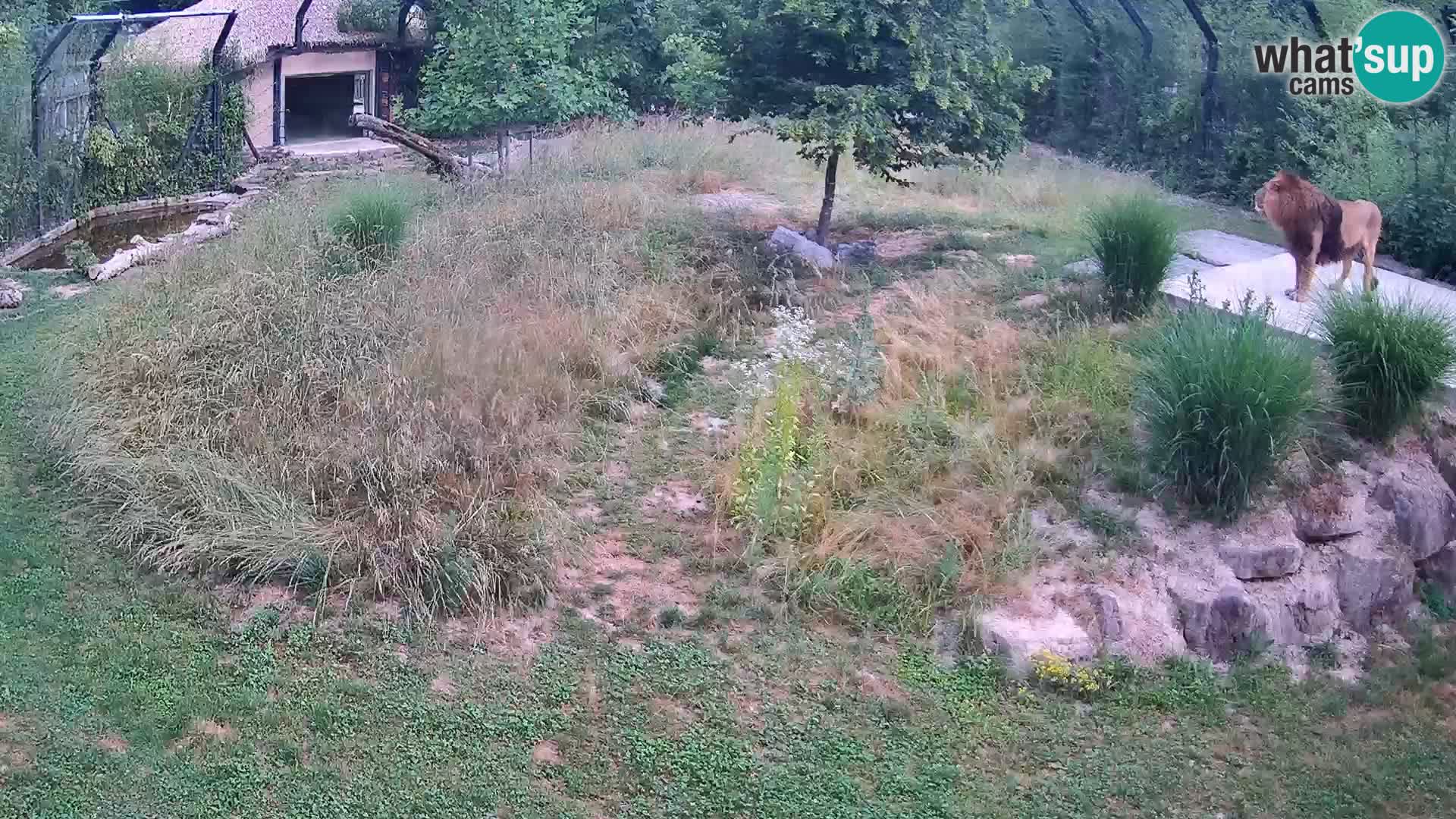 Live Ljubljana Zoo webcam Lion