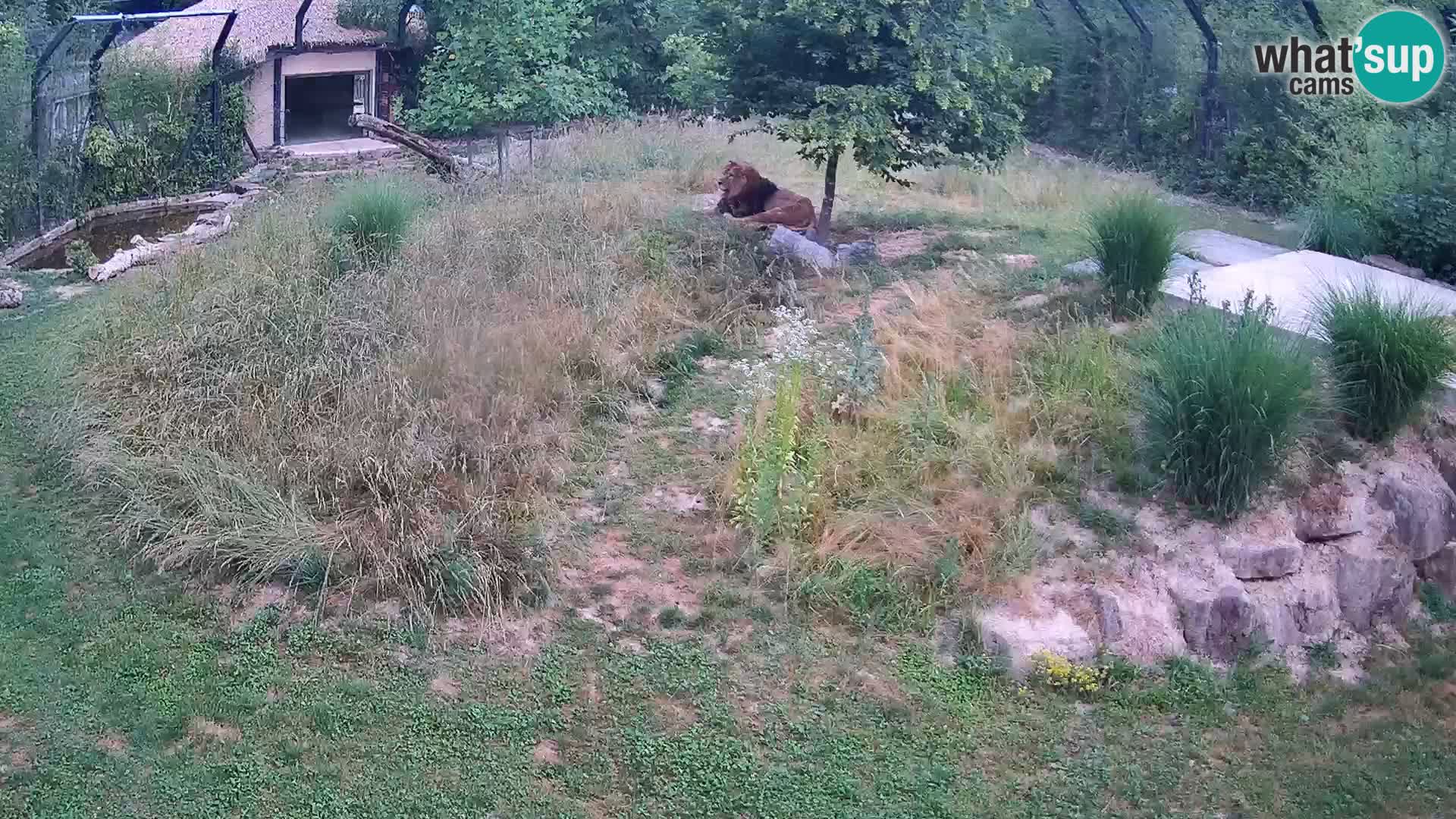 Zoo Ljubljana web kamera Lavovi