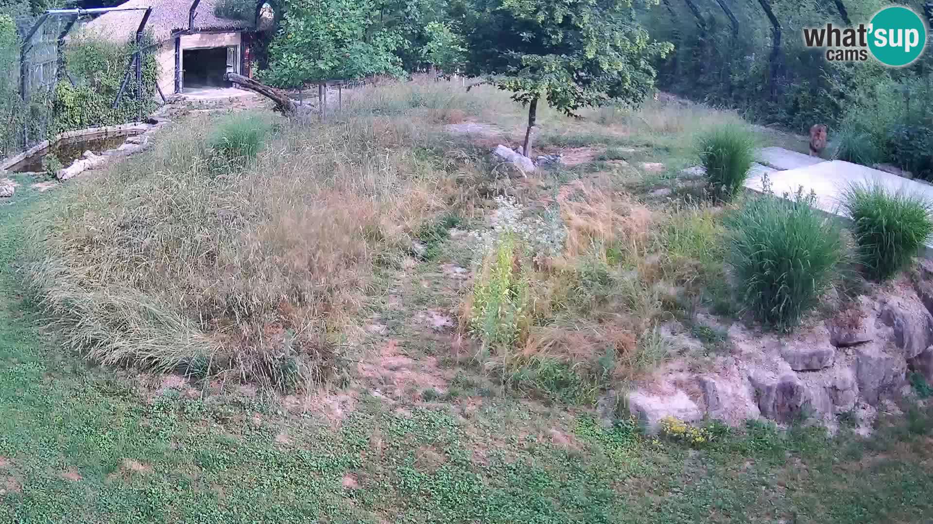 Live Ljubljana Zoo webcam Lion