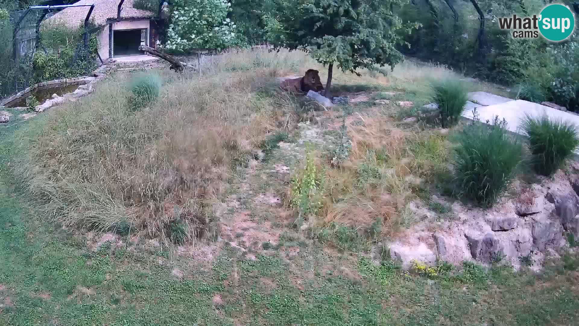 Zoo Lubiana live webcam Leoni