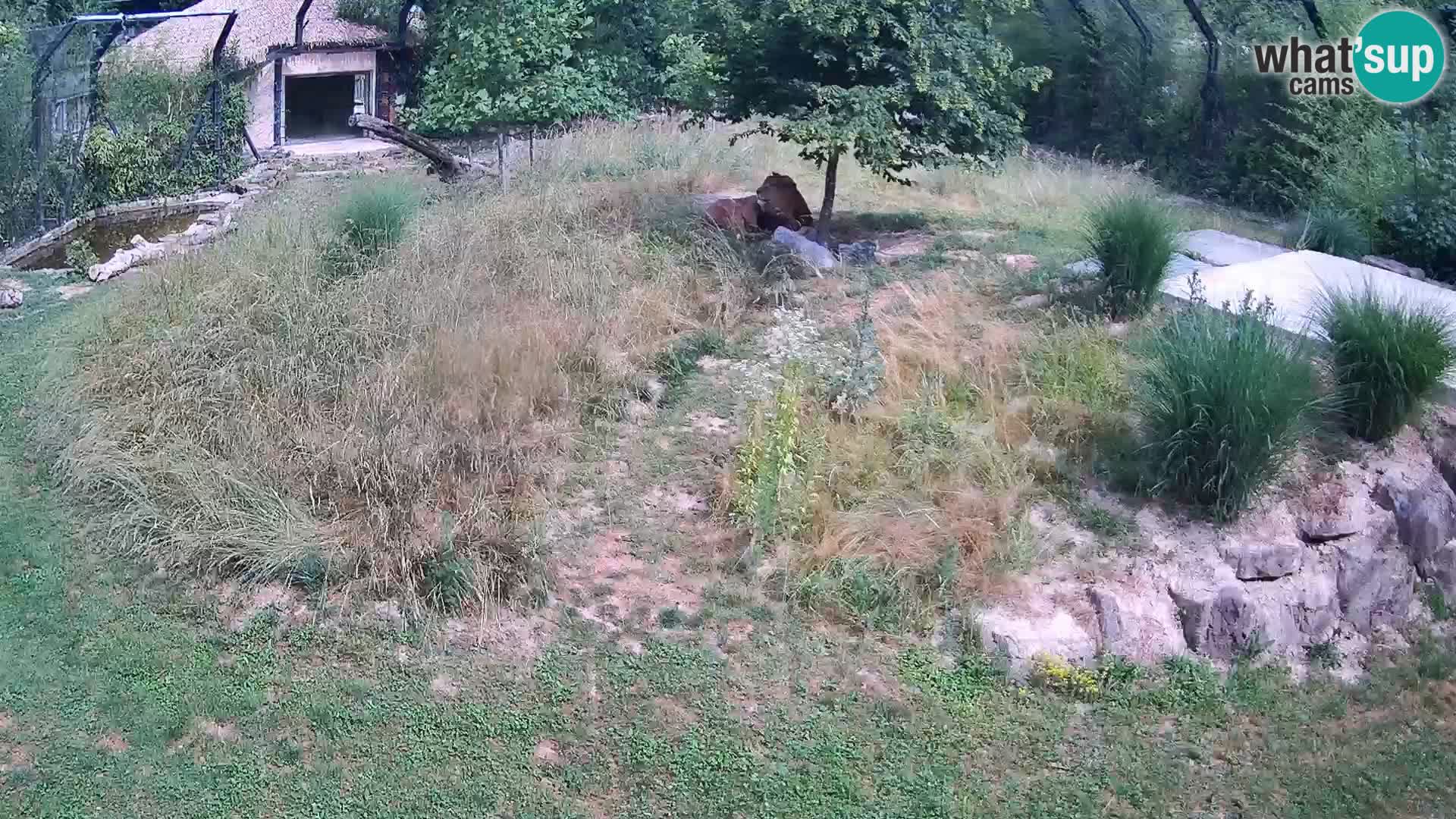 Live Ljubljana Zoo webcam Lion