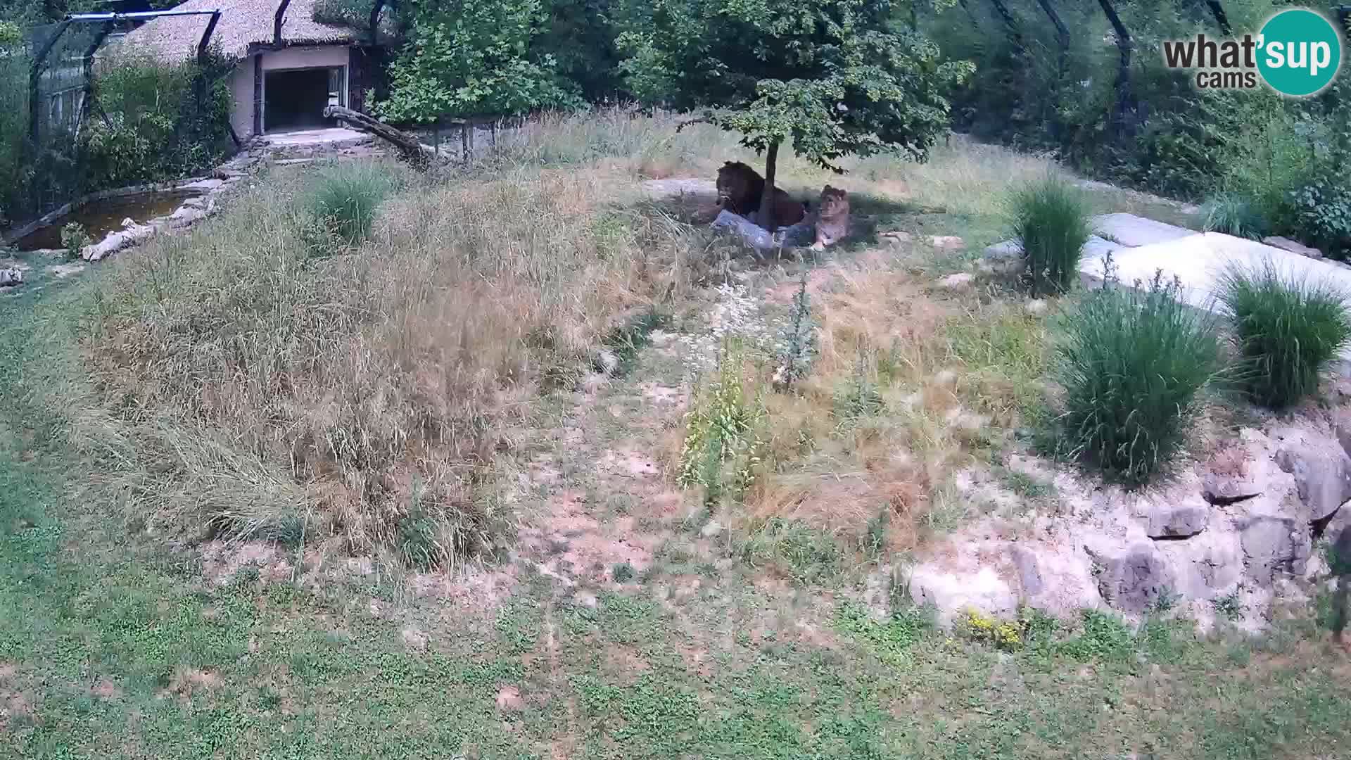 Zoo Lubiana live webcam Leoni