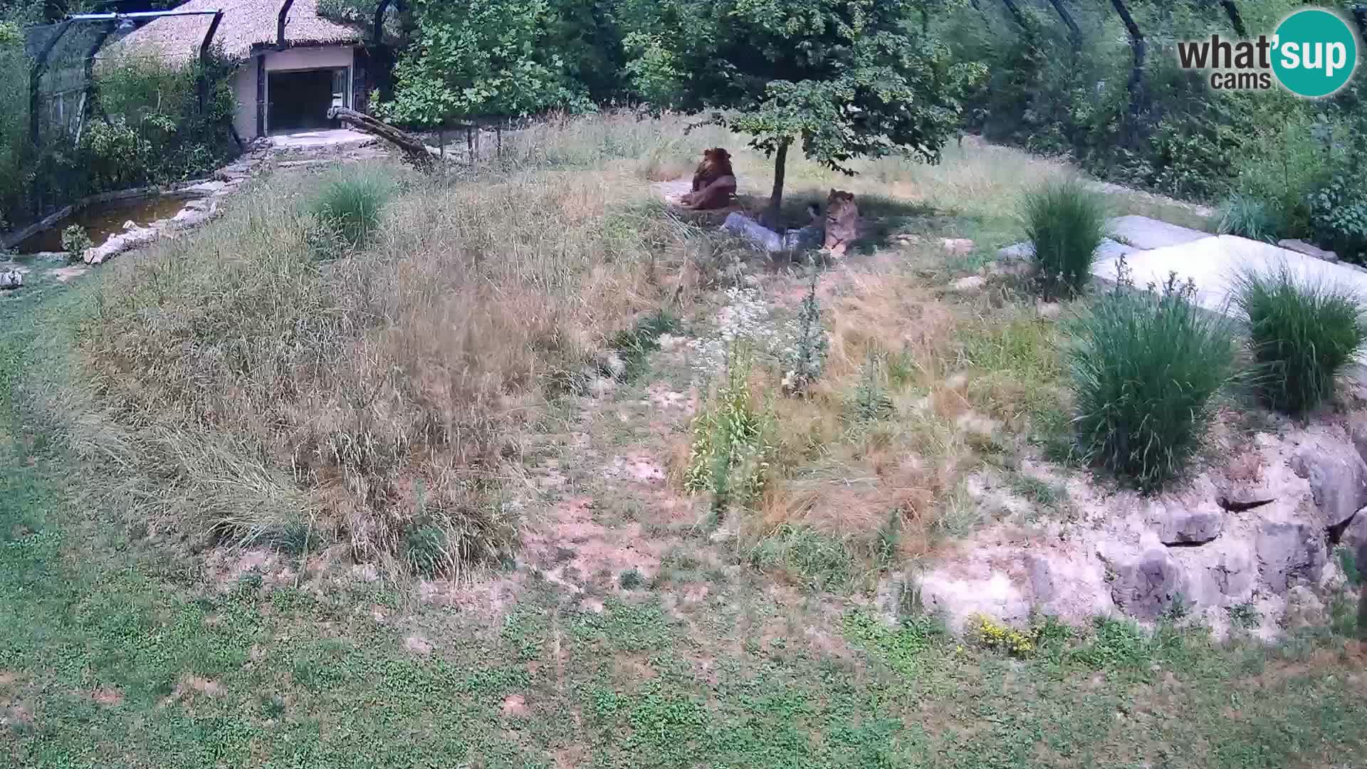 Ljubljana Zoo webcam Lion