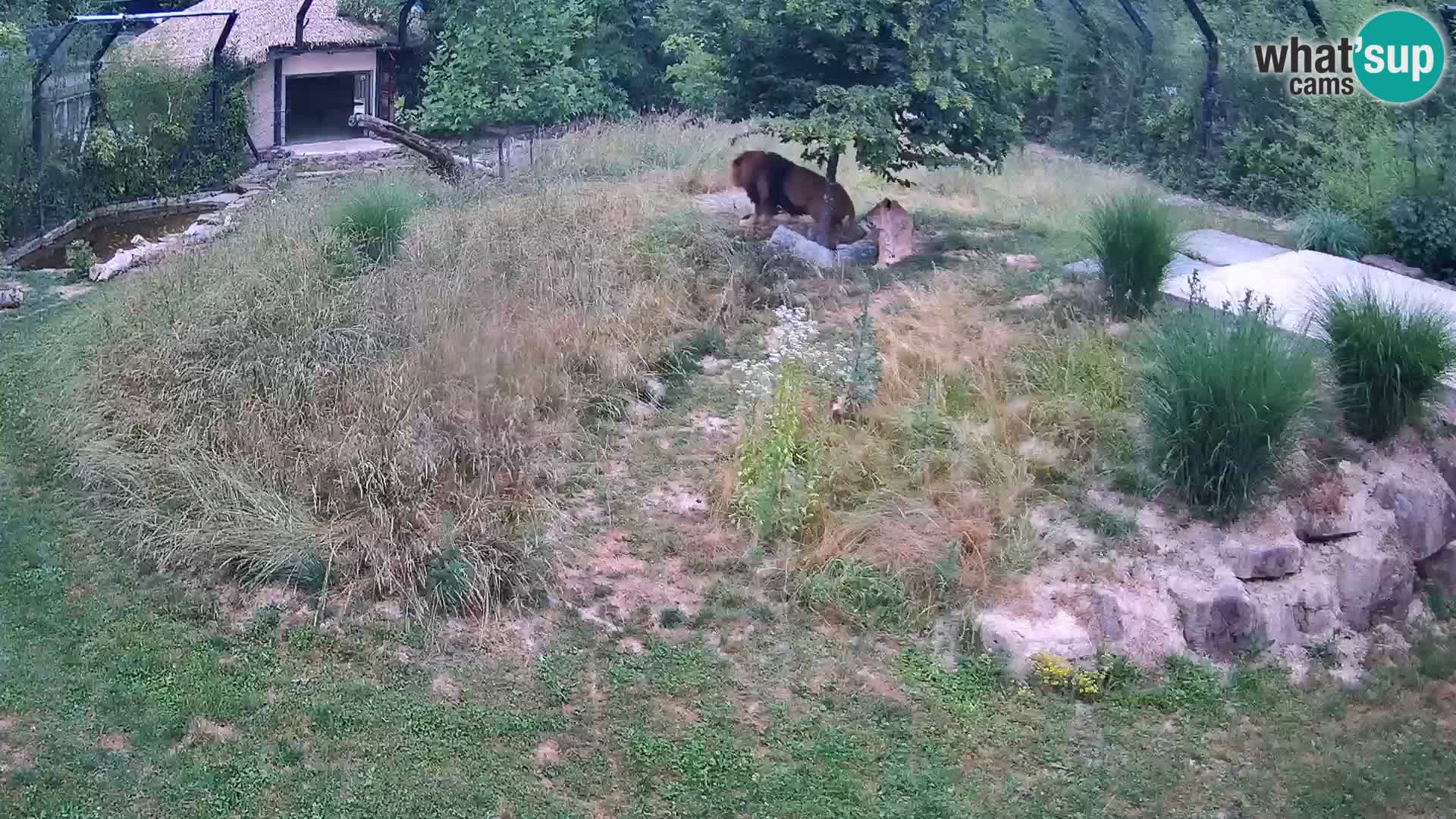 Ljubljana Zoo webcam Lion