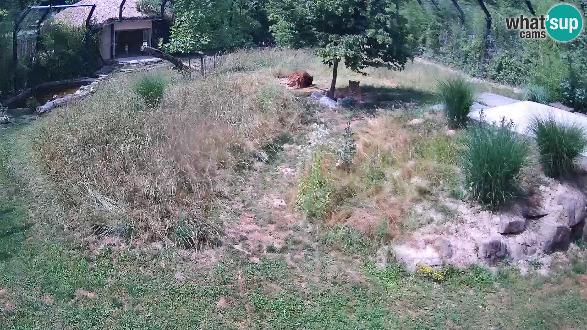 Zoo Lubiana live webcam Leoni