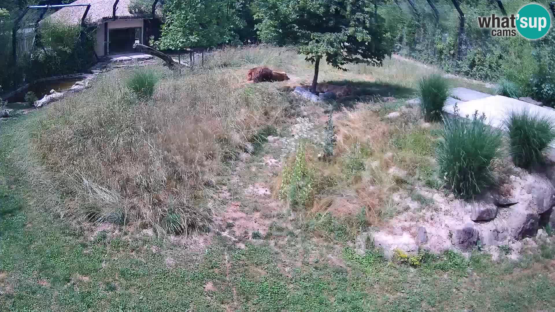 Live Ljubljana Zoo webcam Lion