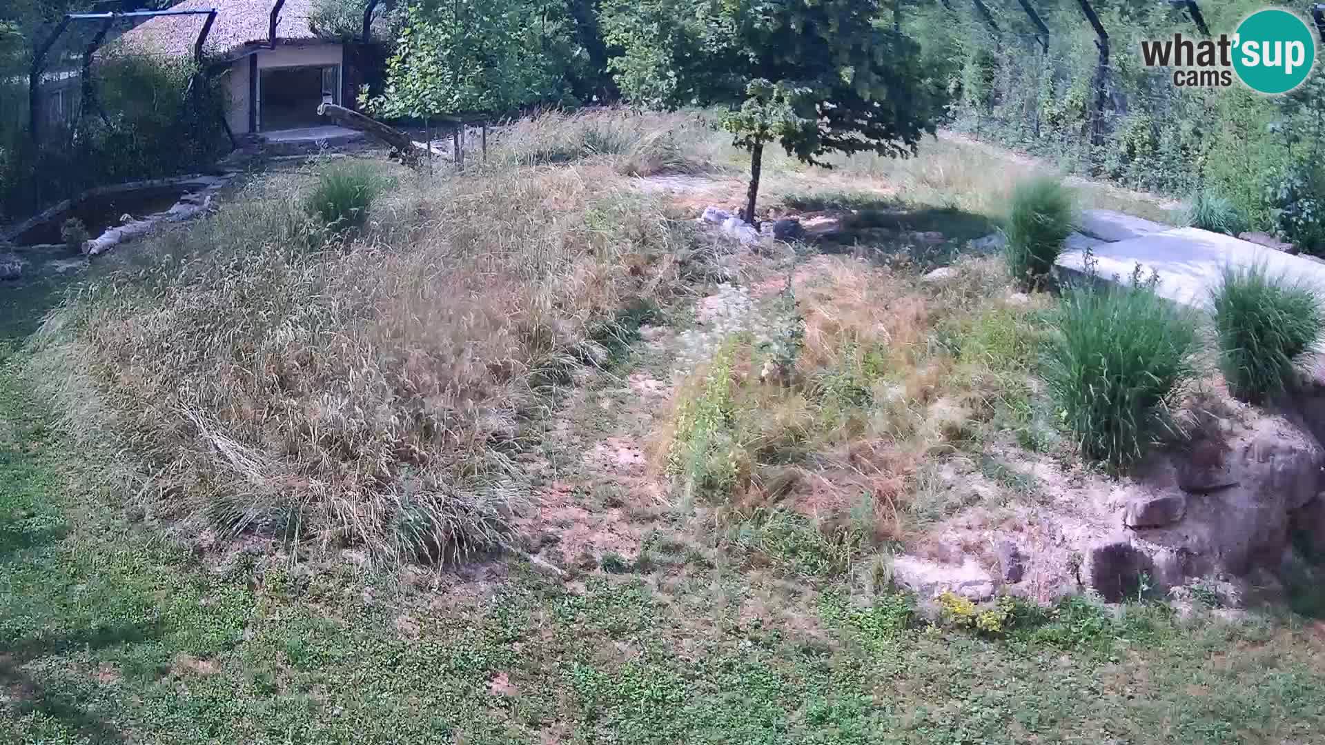 Zoo Lubiana live webcam Leoni