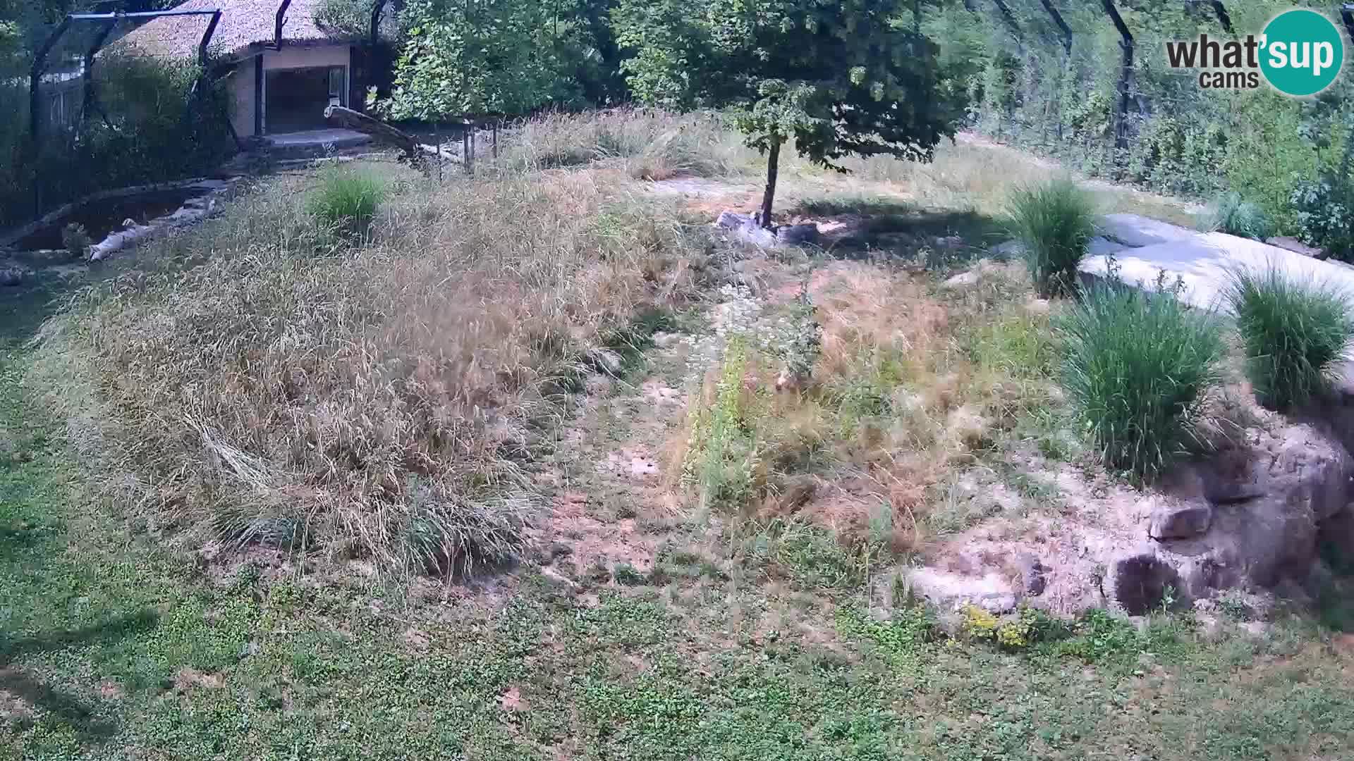 Živalski vrt Ljubljana kamera v živo Levi