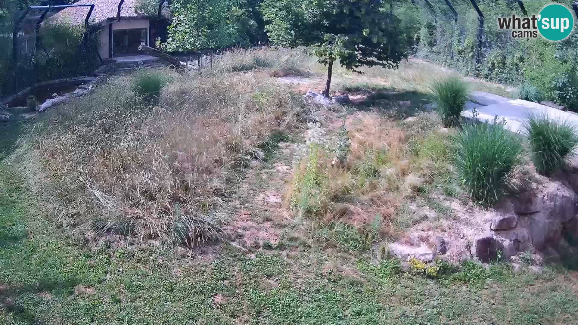 Zoo Ljubljana web kamera Lavovi