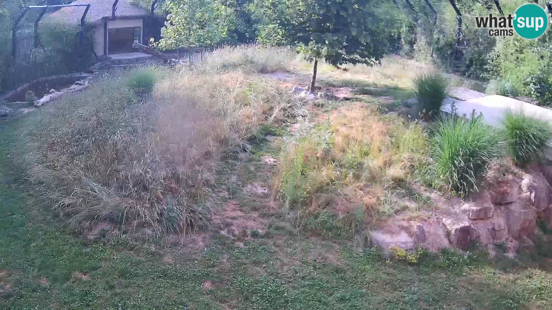 Live Ljubljana Zoo webcam Lion