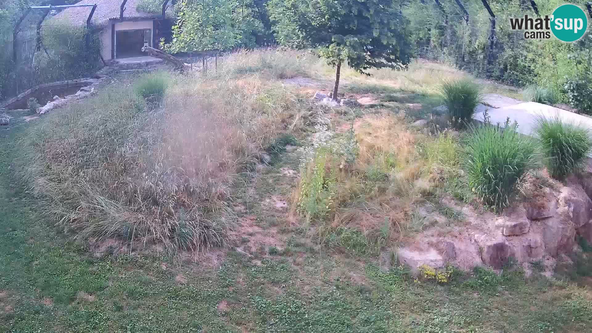 Live Ljubljana Zoo webcam Lion