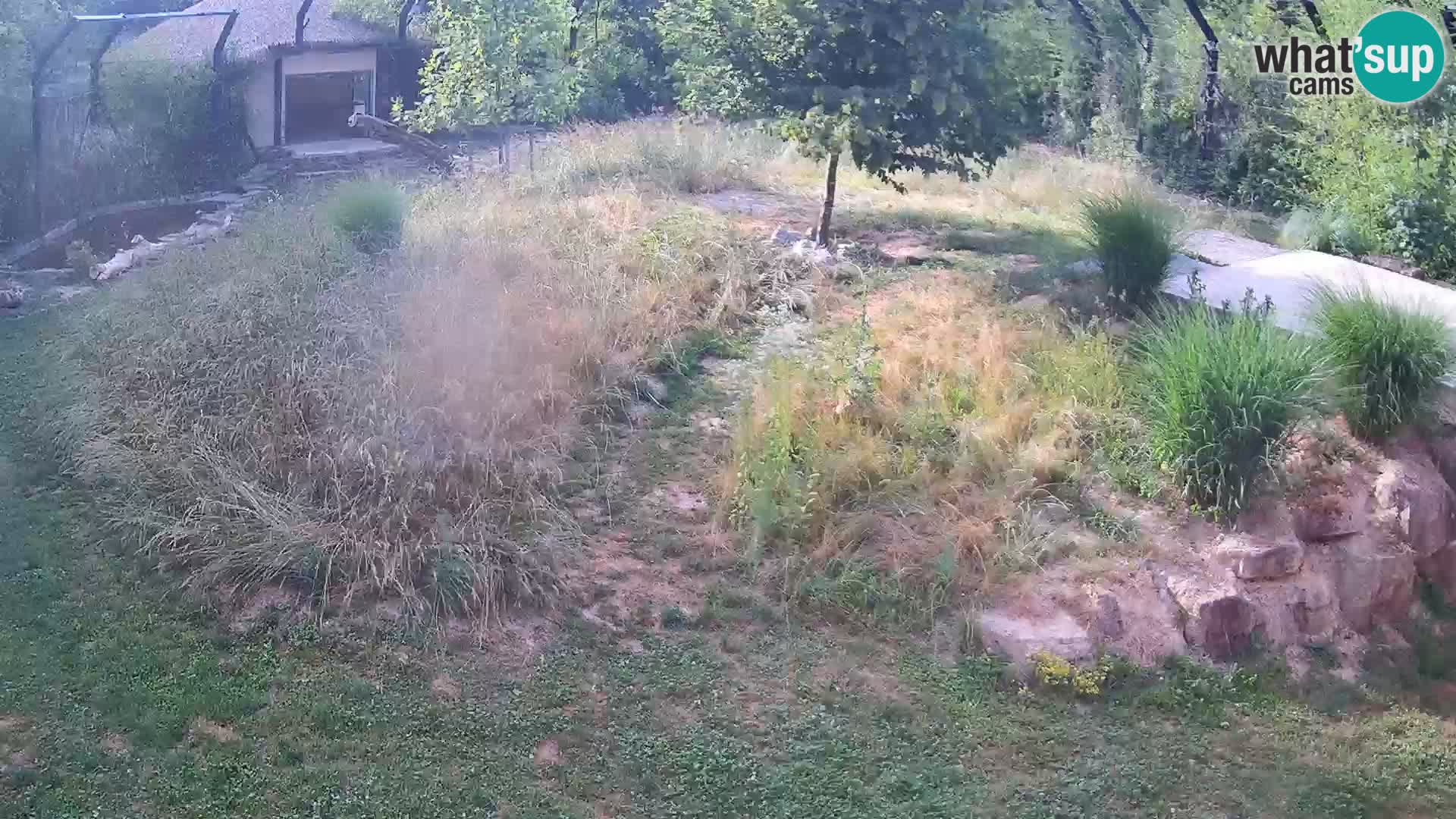 Live Ljubljana Zoo webcam Lion