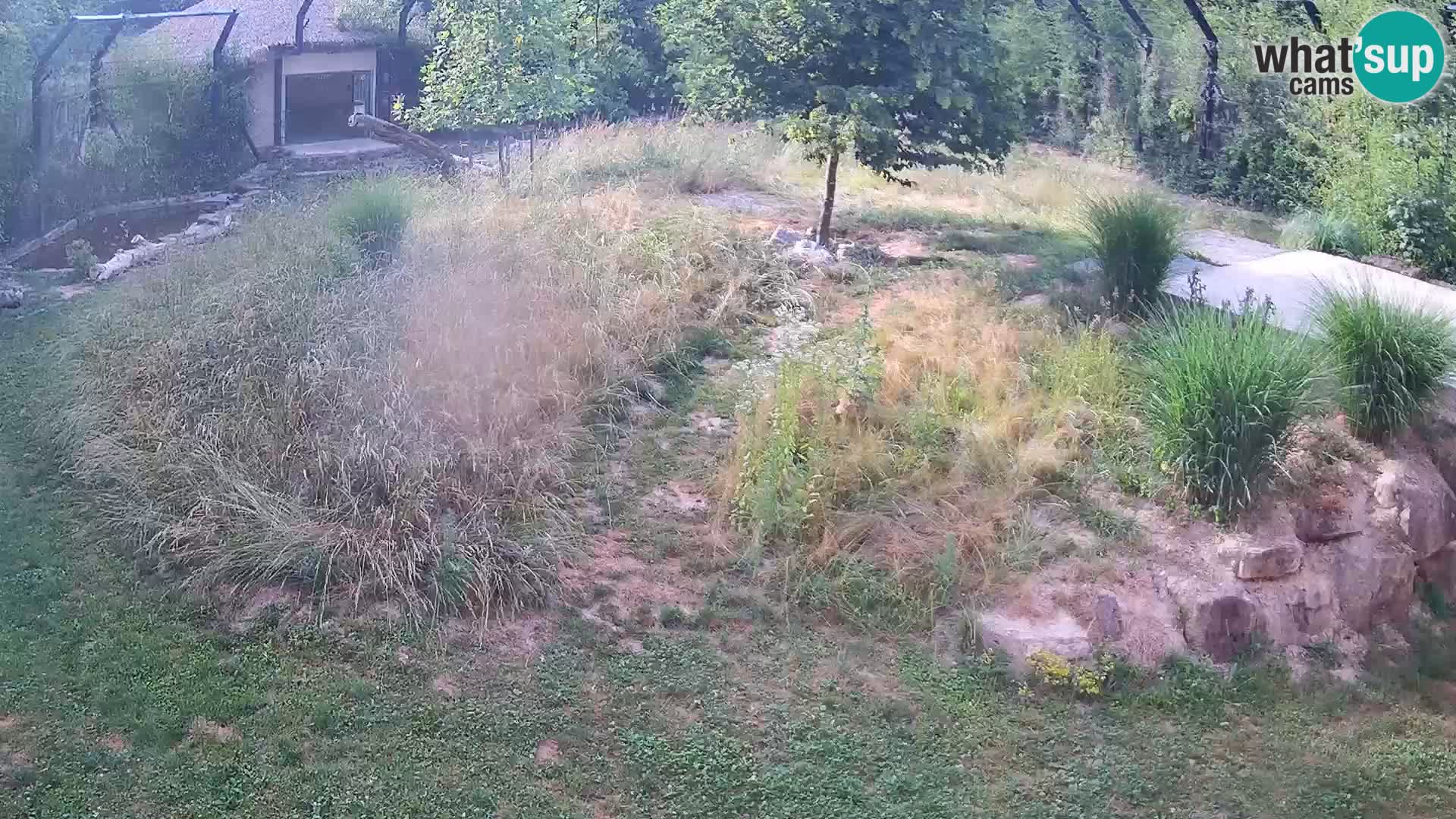 Zoo Ljubljana camera en vivo Leones
