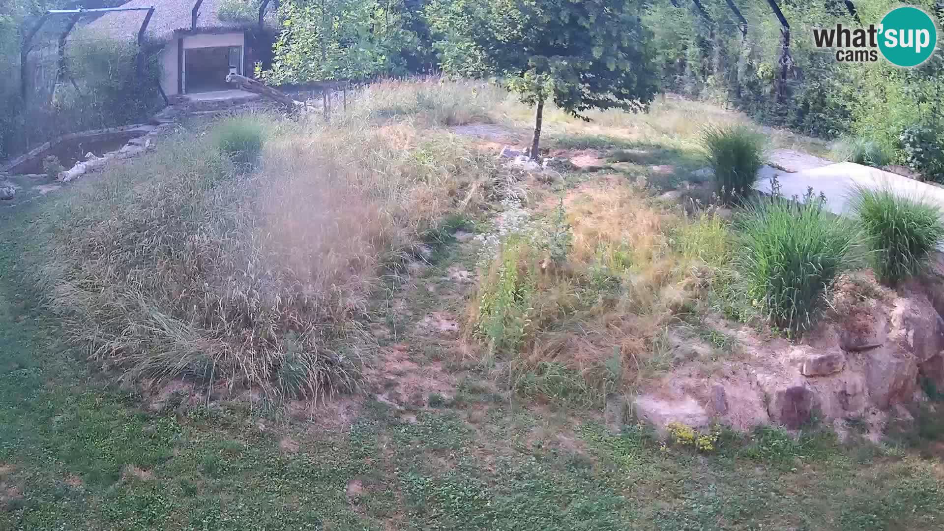 Zoo Ljubljana camera en vivo Leones