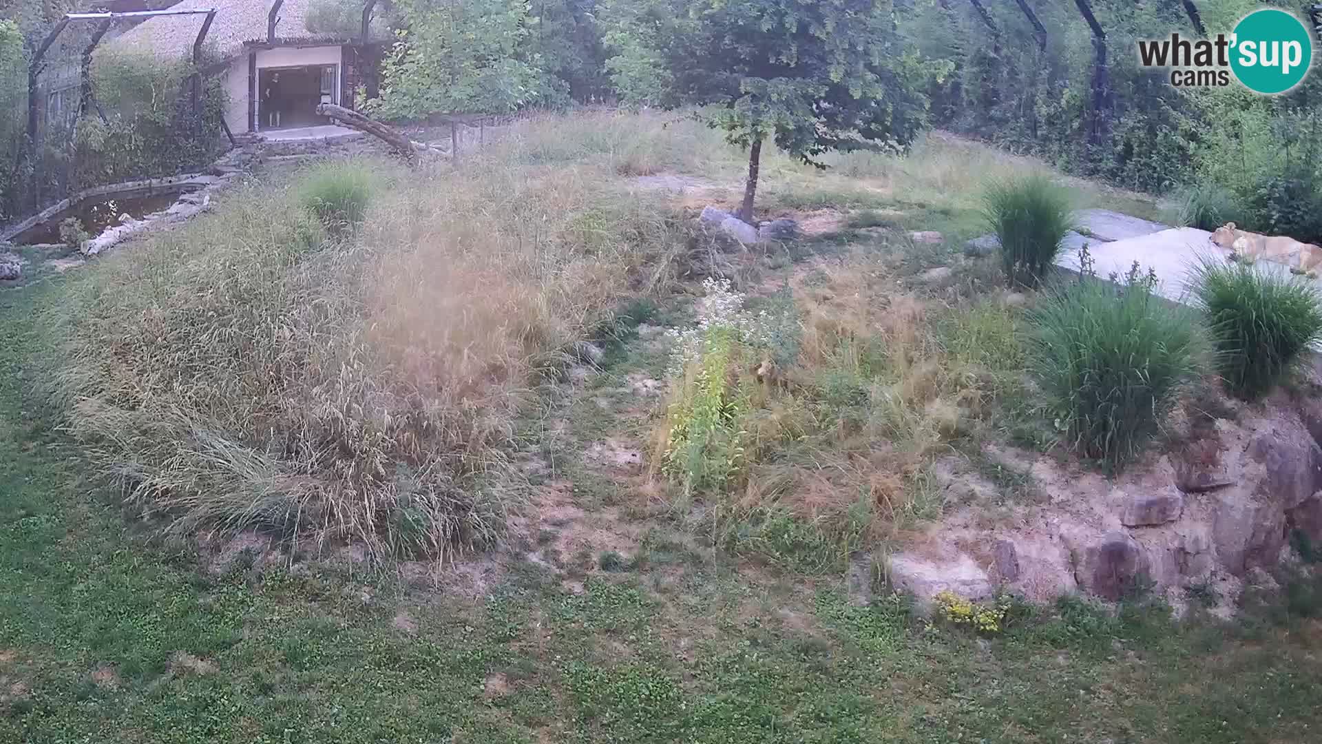 Zoo Lubiana live webcam Leoni
