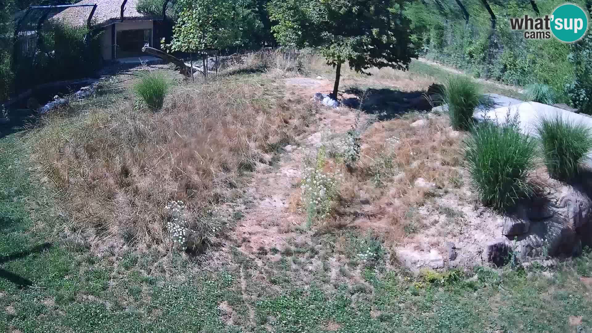 Zoo Ljubljana webcam Löwen