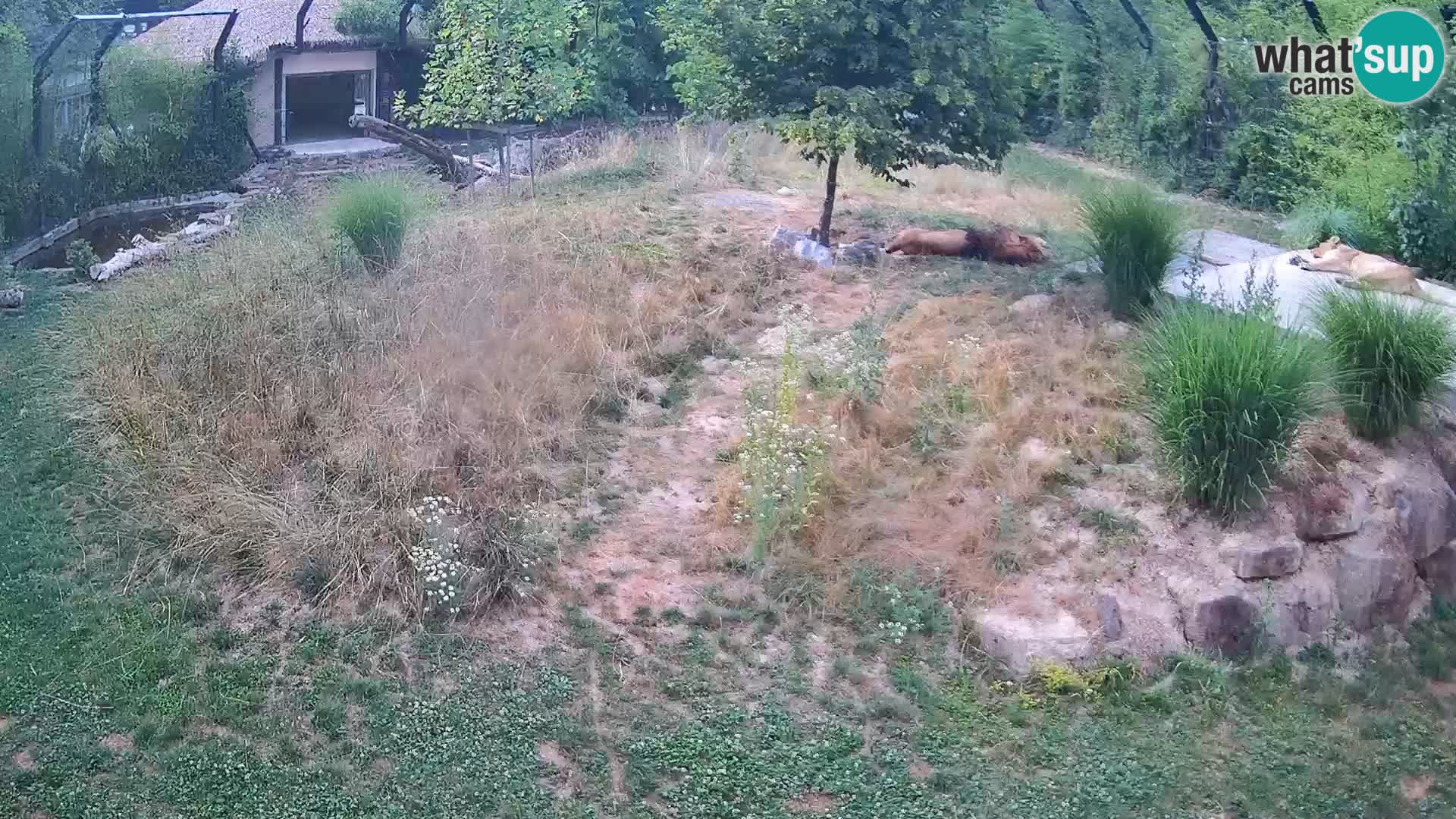 Live Ljubljana Zoo webcam Lion
