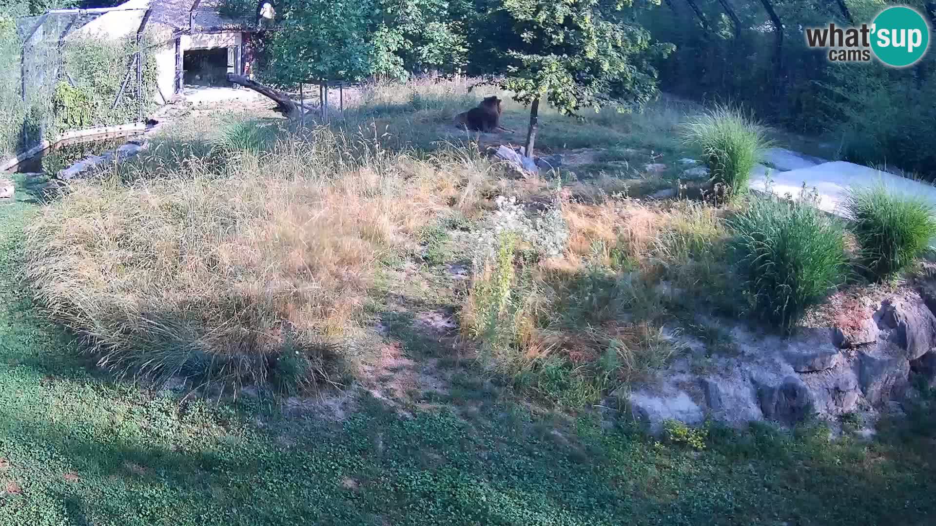 Live Ljubljana Zoo webcam Lion