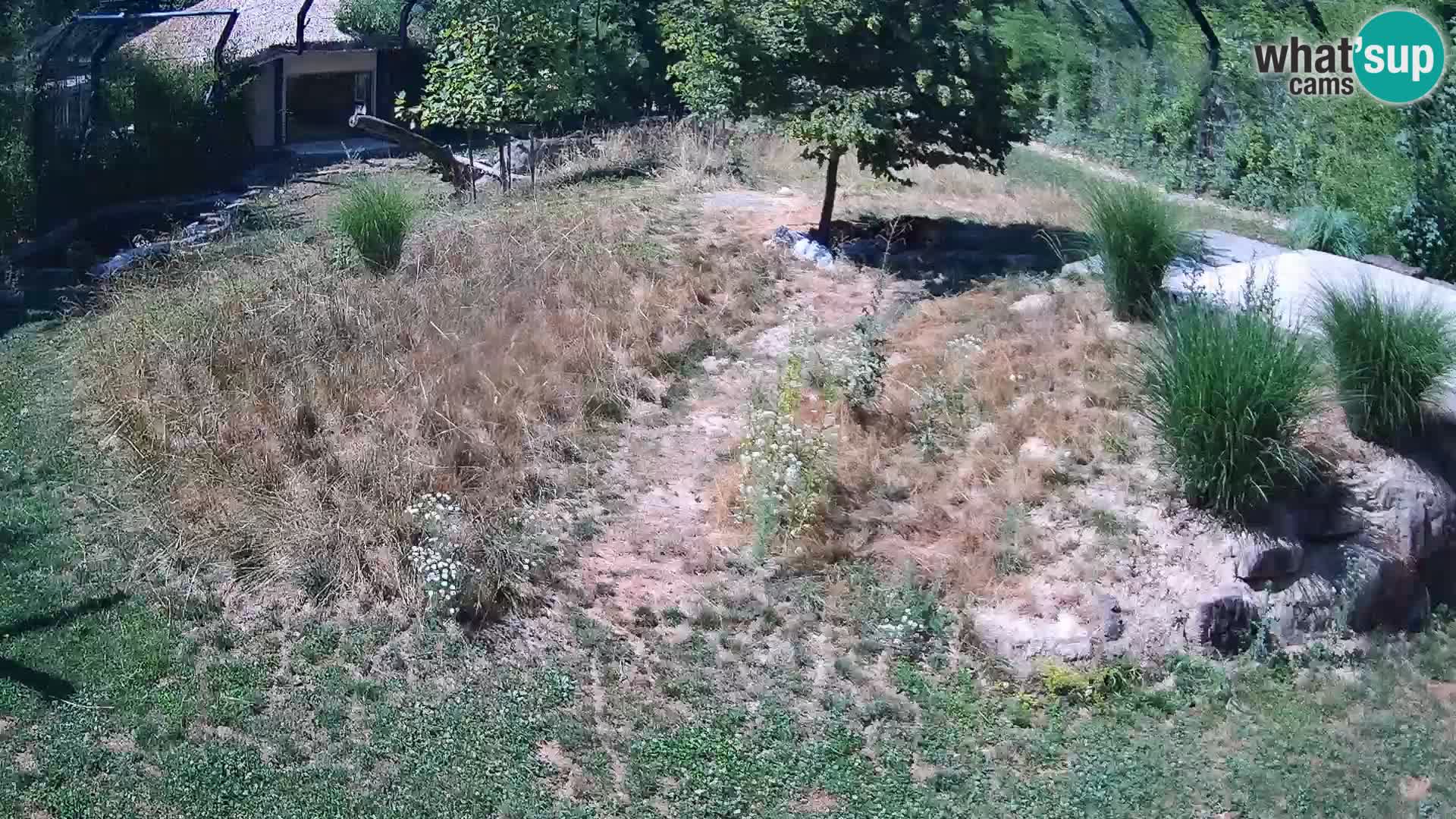 Live Ljubljana Zoo webcam Lion