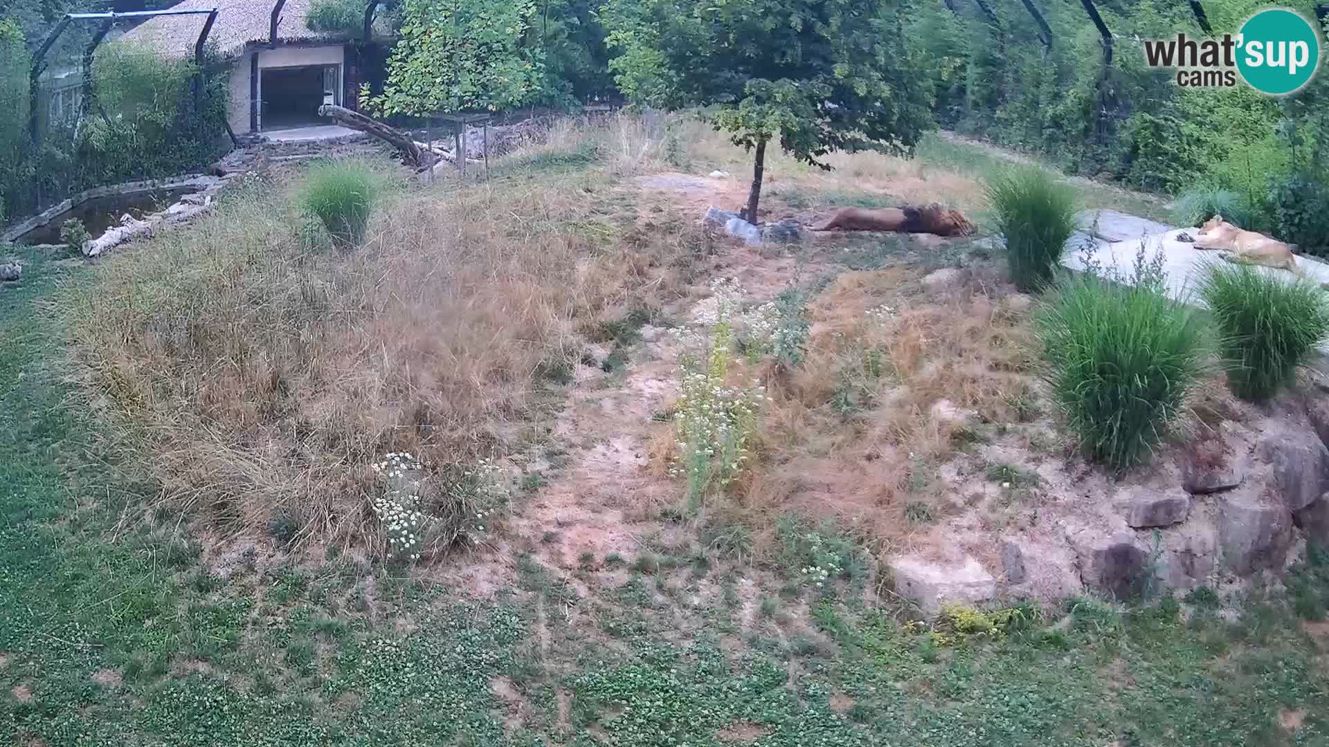 Zoo Ljubljana web kamera Lavovi