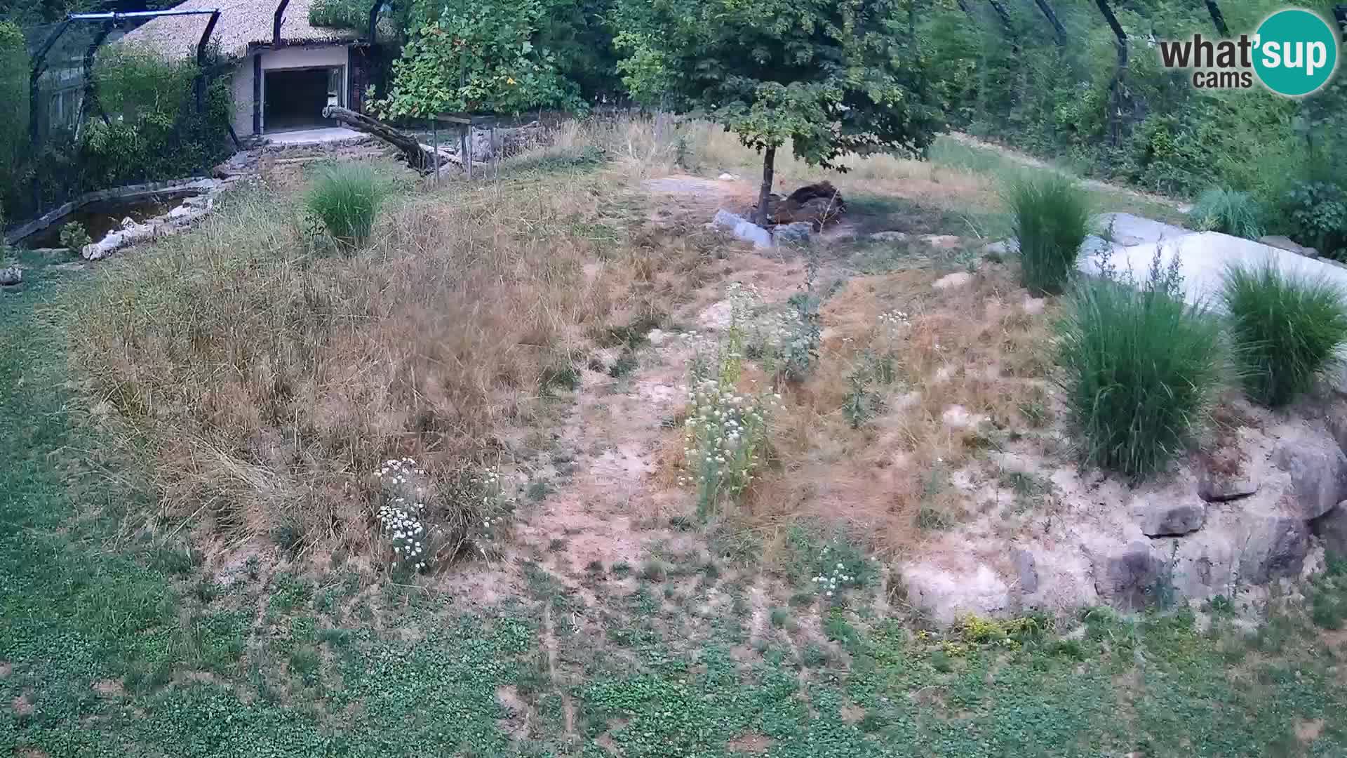 Live Ljubljana Zoo webcam Lion