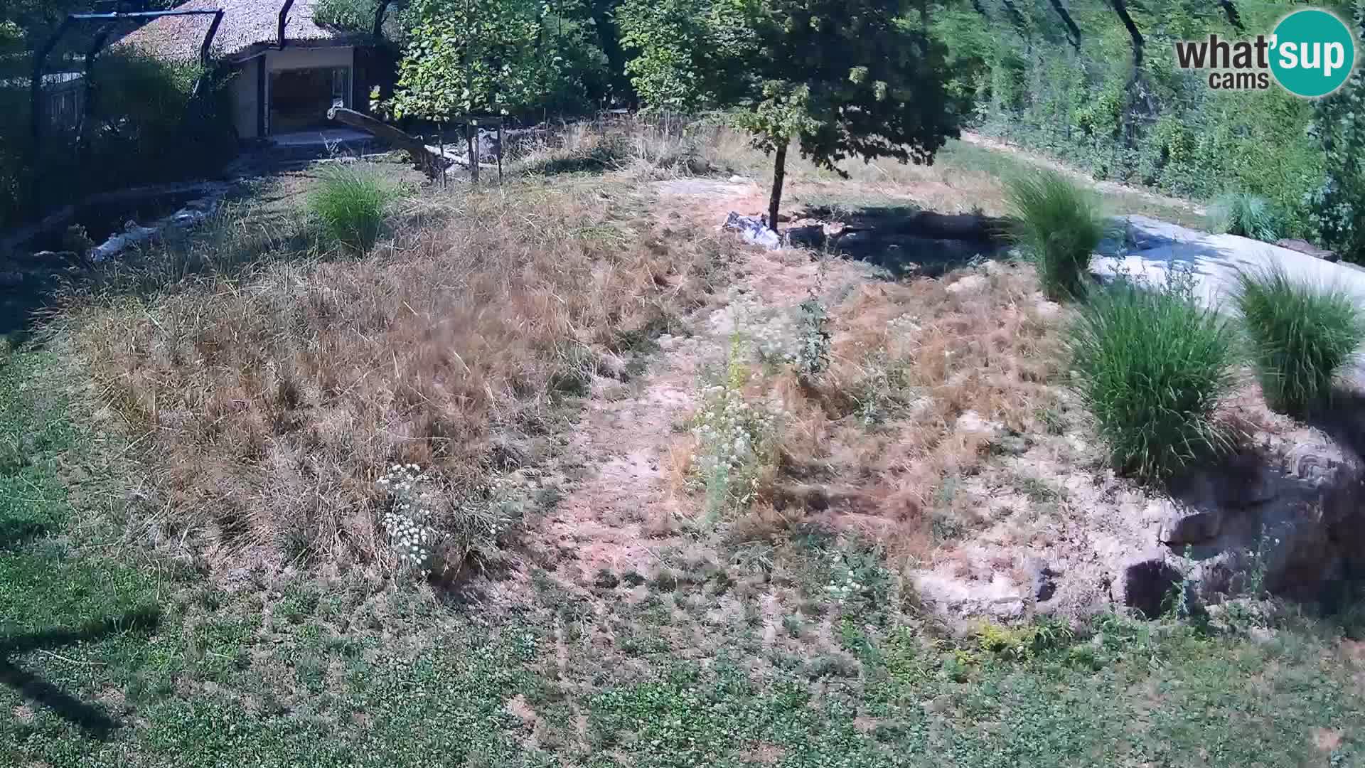 Zoo Ljubljana camera en vivo Leones
