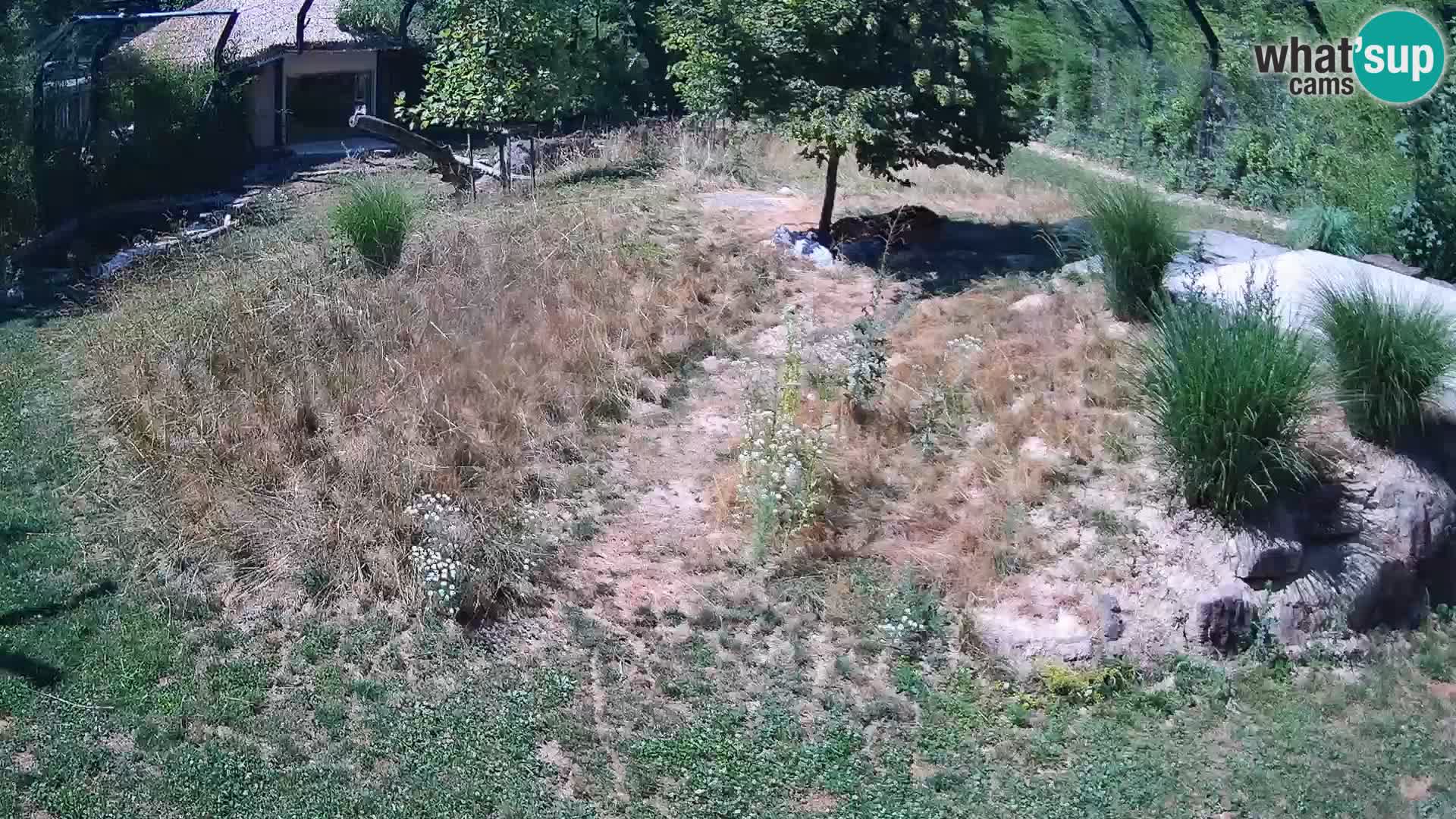 Zoo Lubiana live webcam Leoni