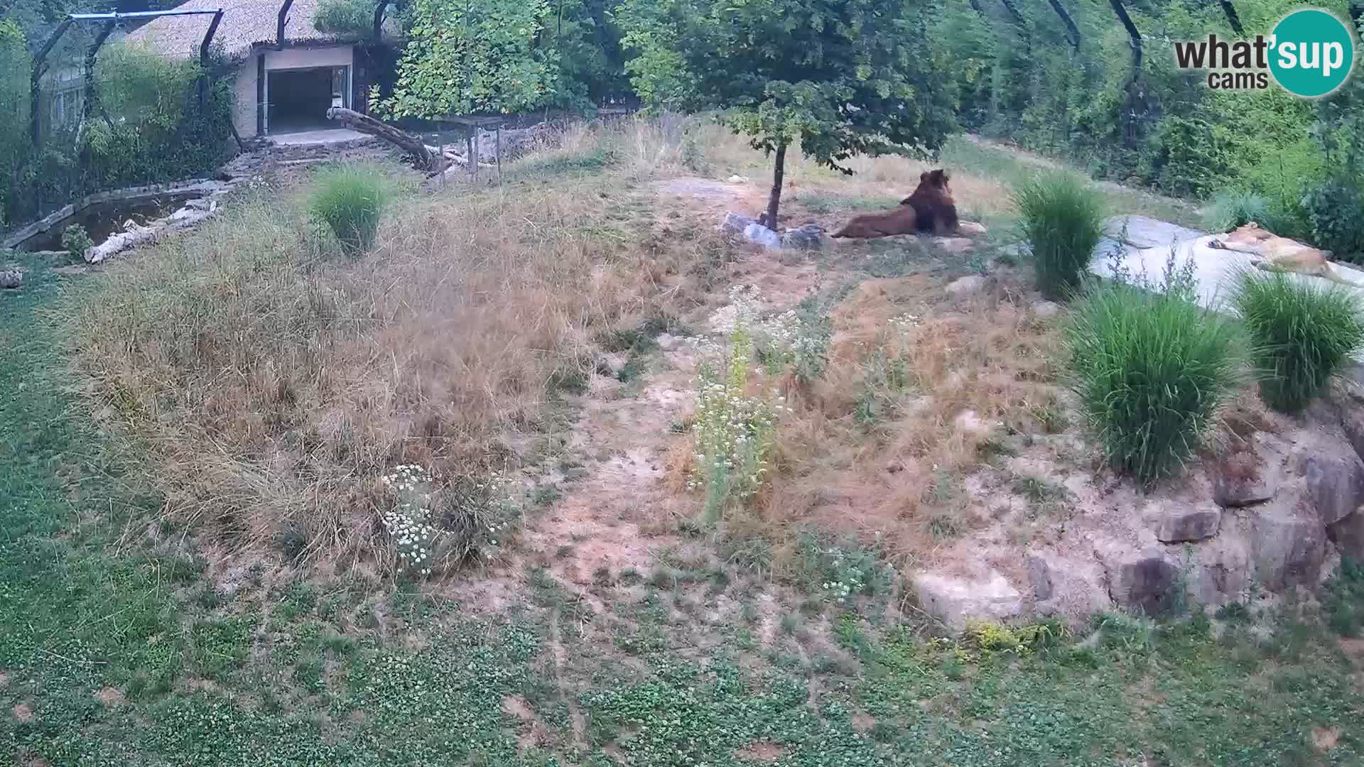 Live Ljubljana Zoo webcam Lion