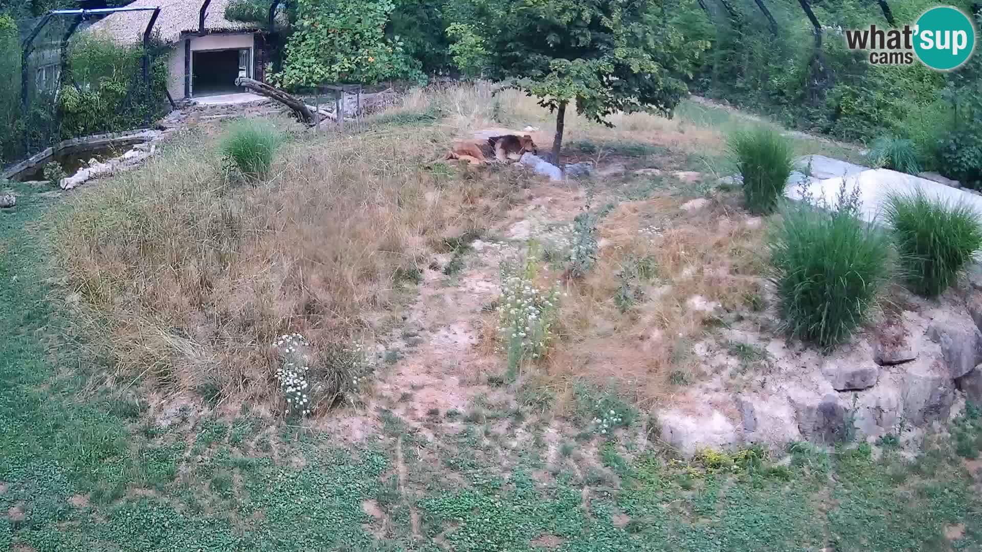 Ljubljana Zoo webcam Lion