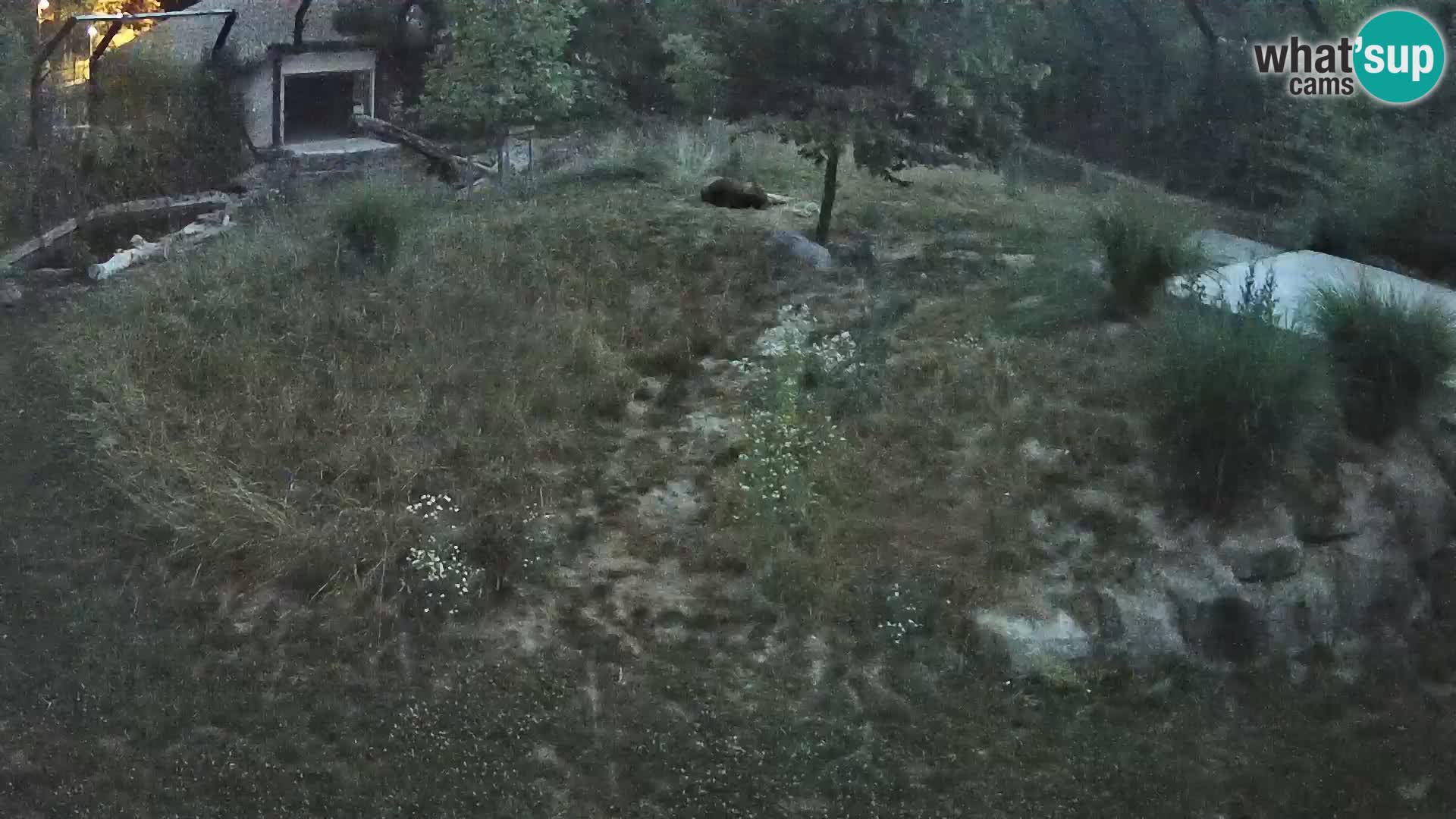 Zoo Ljubljana camera en vivo Leones