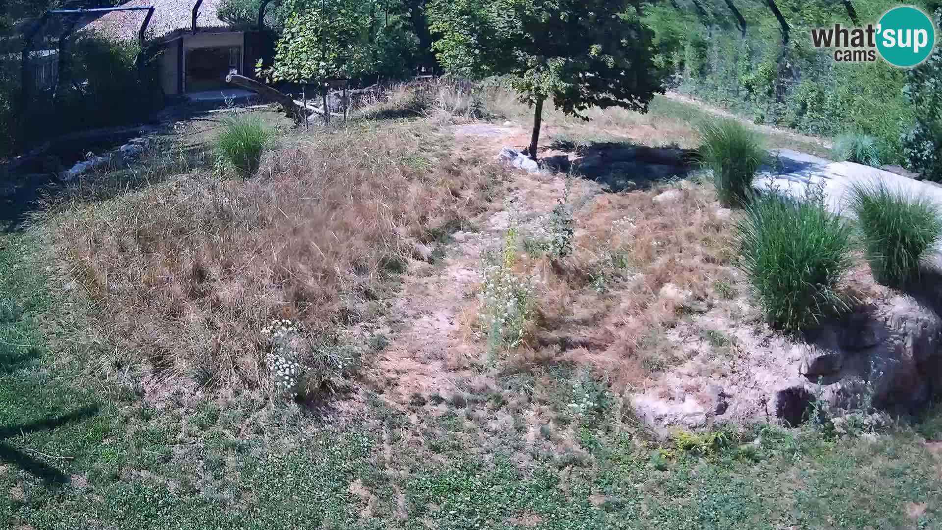 Zoo Lubiana live webcam Leoni