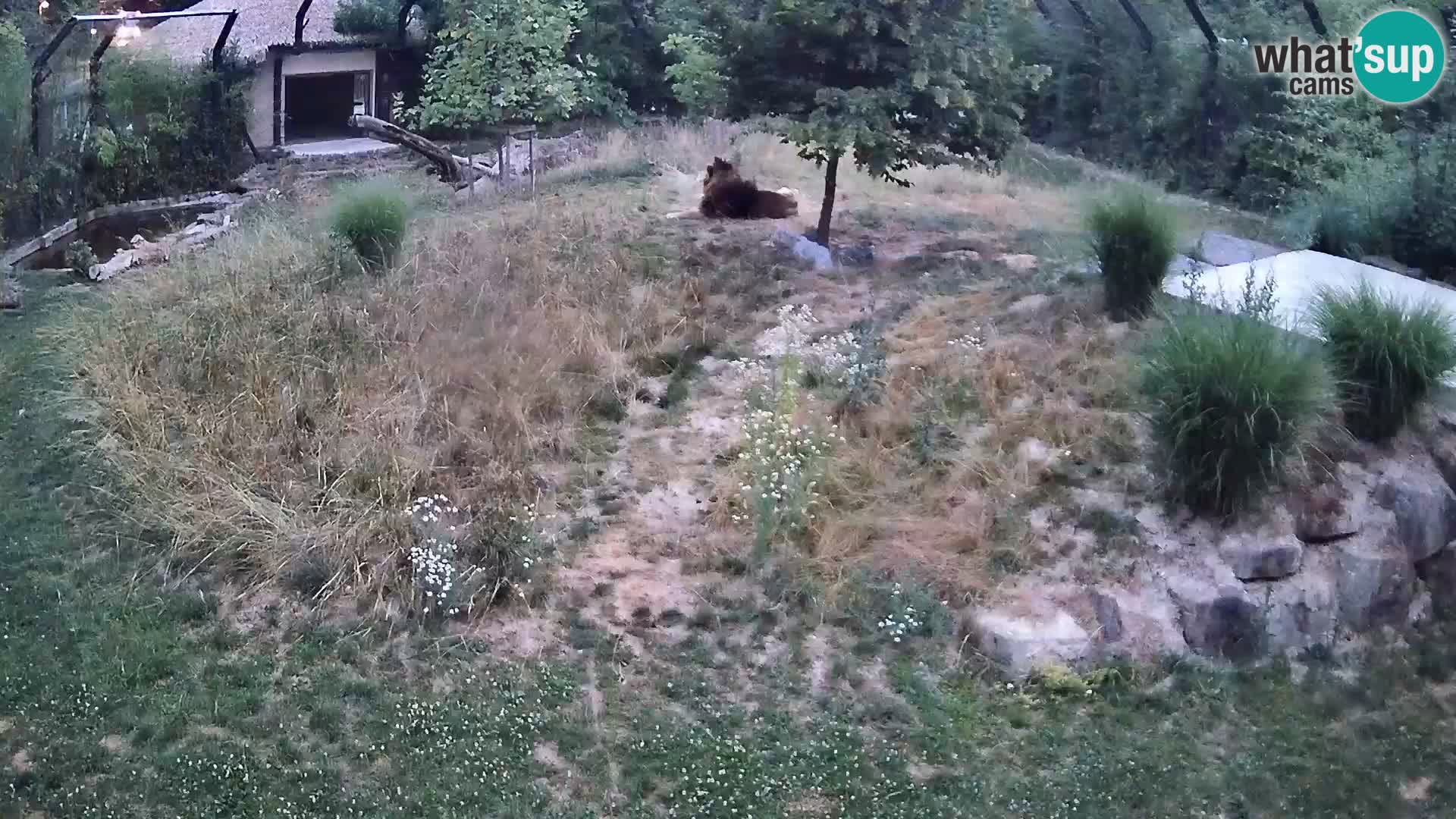 Zoo Lubiana live webcam Leoni