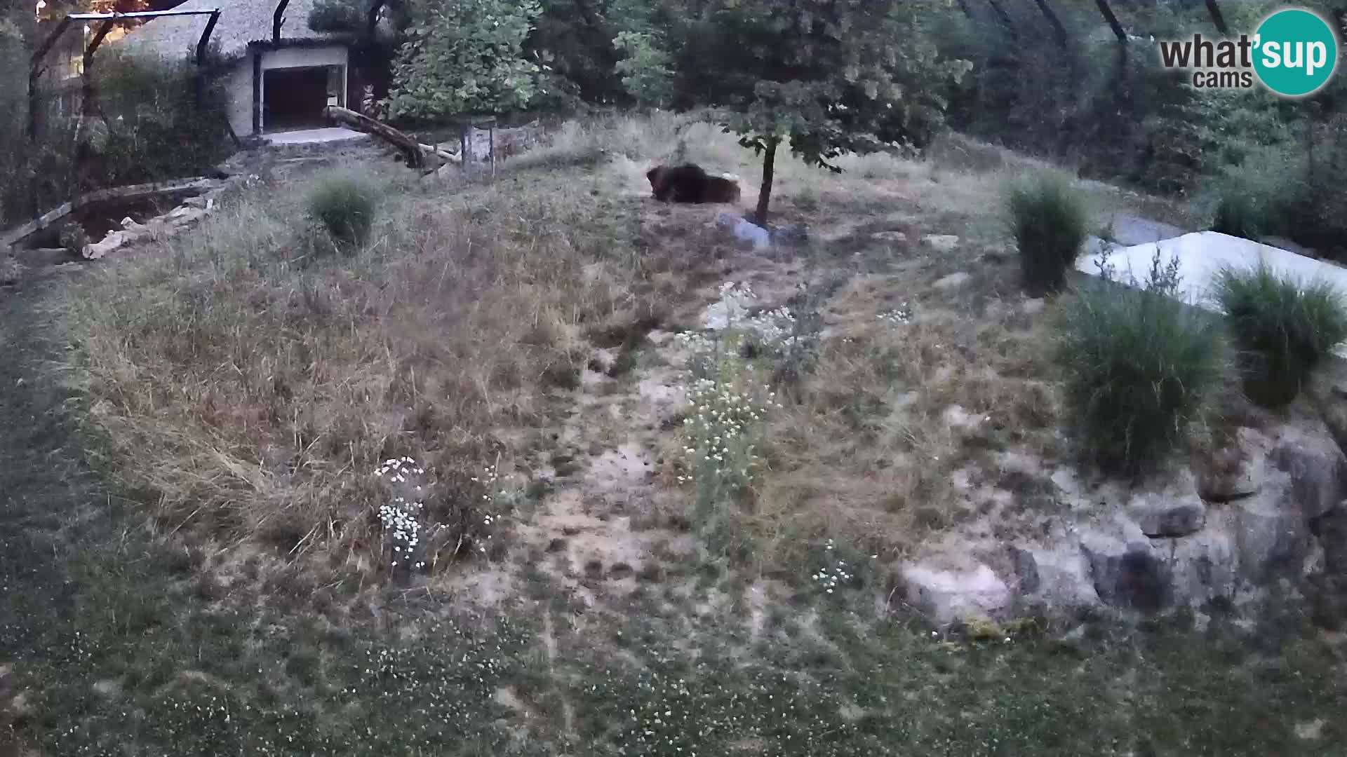 Live Ljubljana Zoo webcam Lion