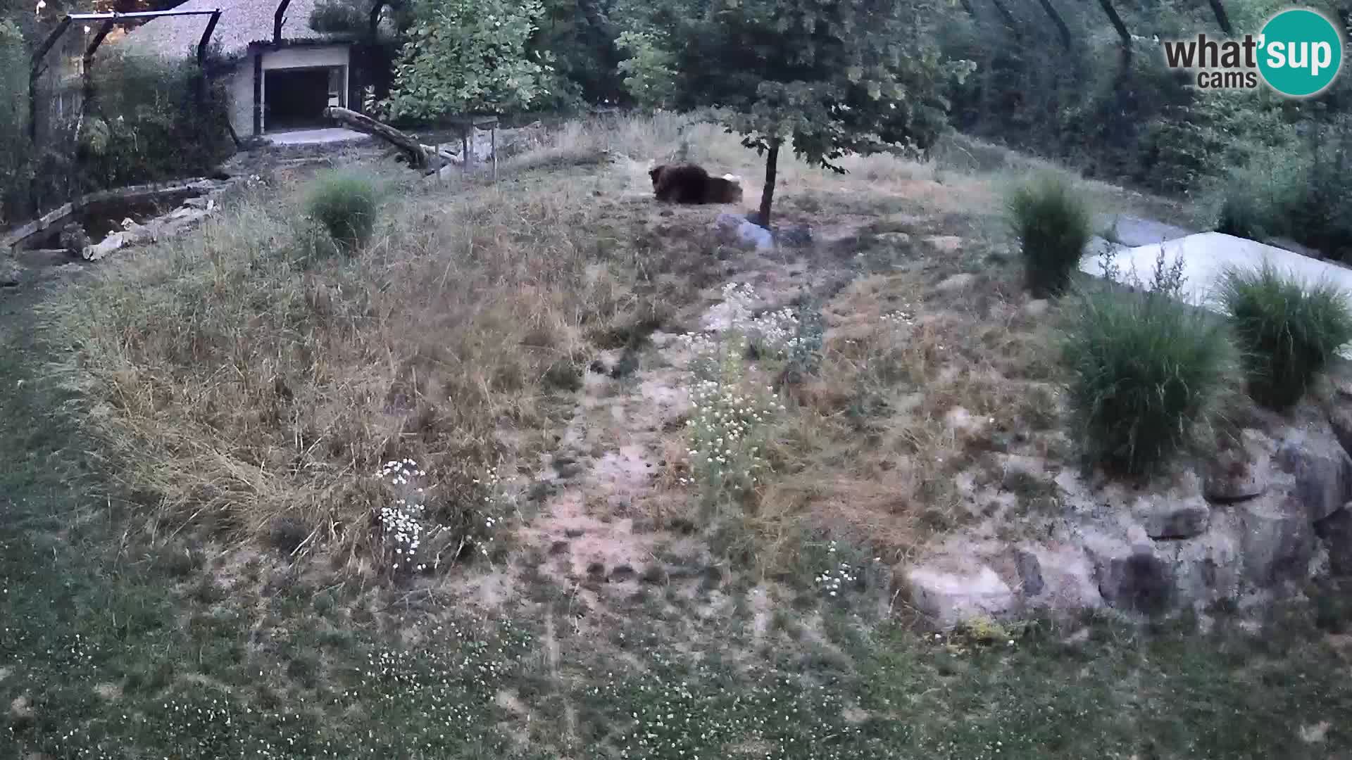 Zoo Ljubljana webcam Löwen