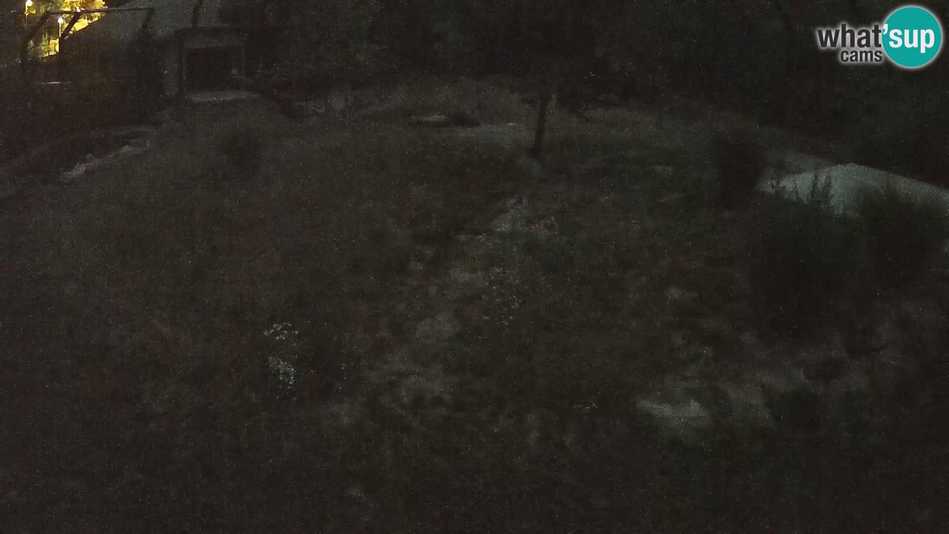 Ljubljana Zoo webcam Lion