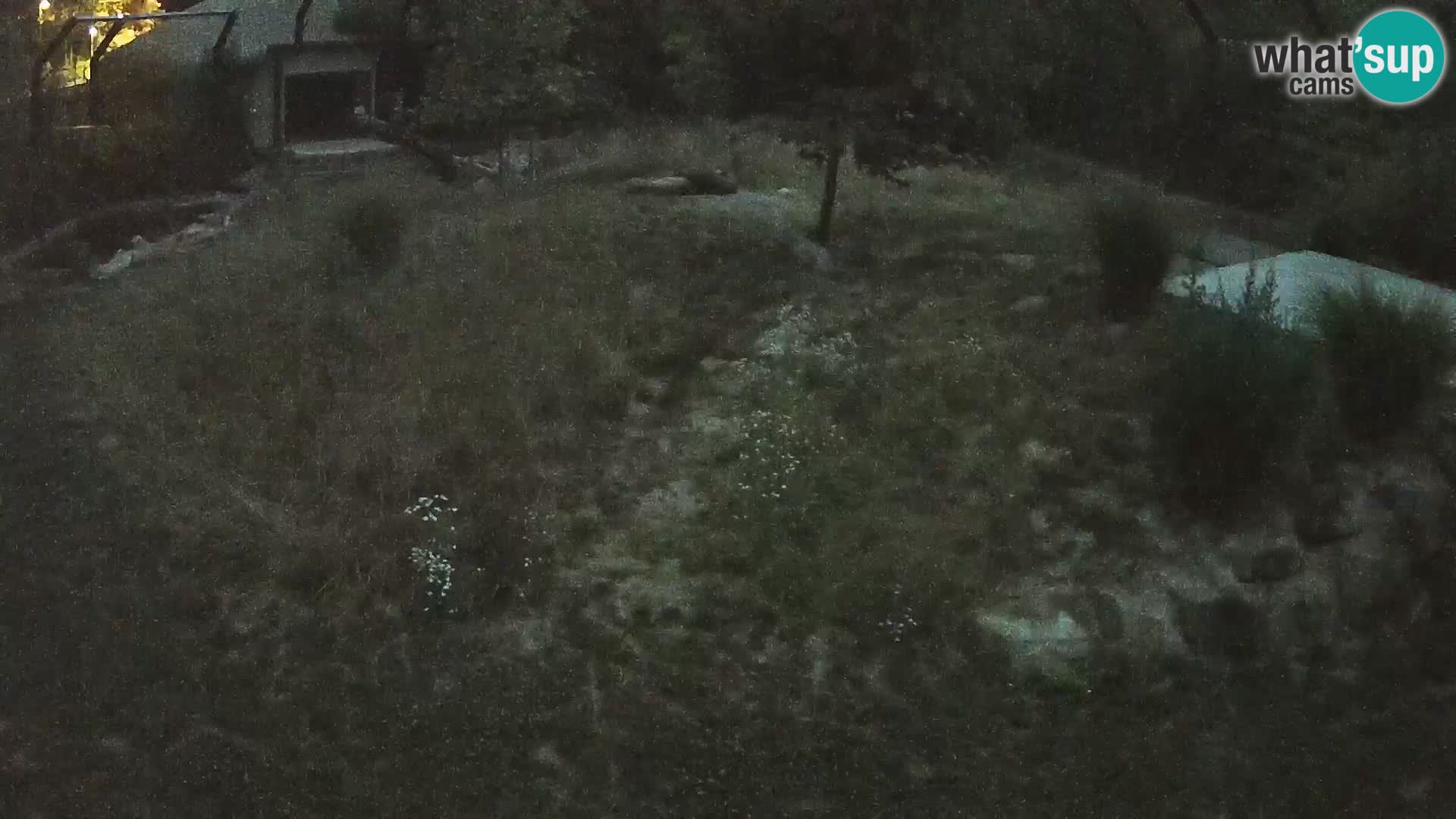 Zoo Ljubljana web kamera Lavovi