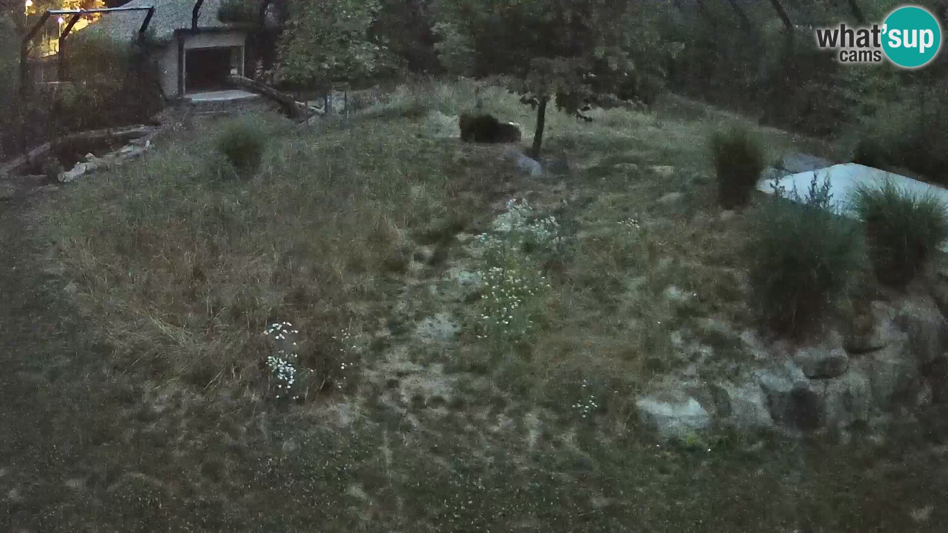 Zoo Ljubljana camera en vivo Leones