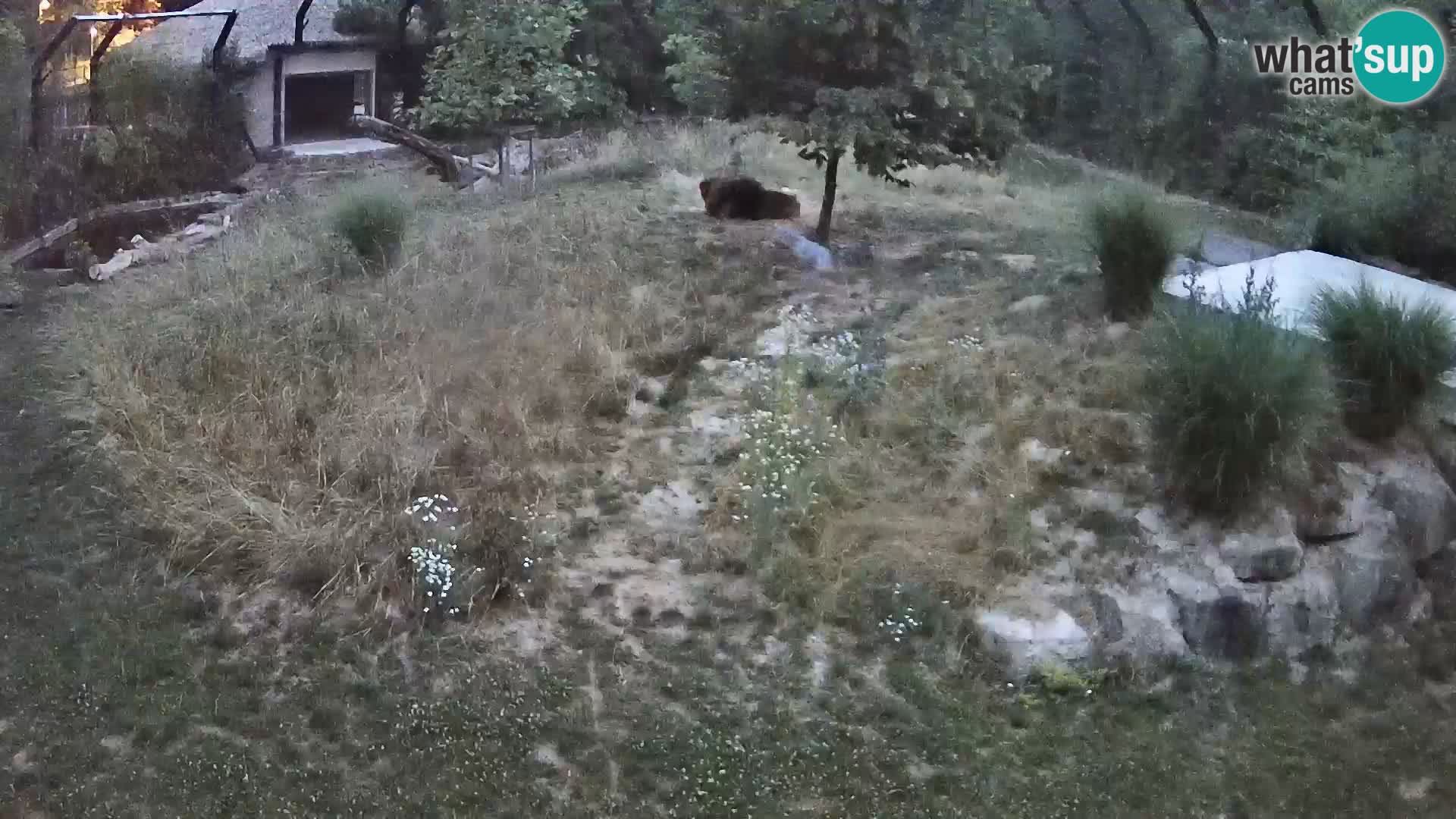 Zoo Ljubljana web kamera Lavovi