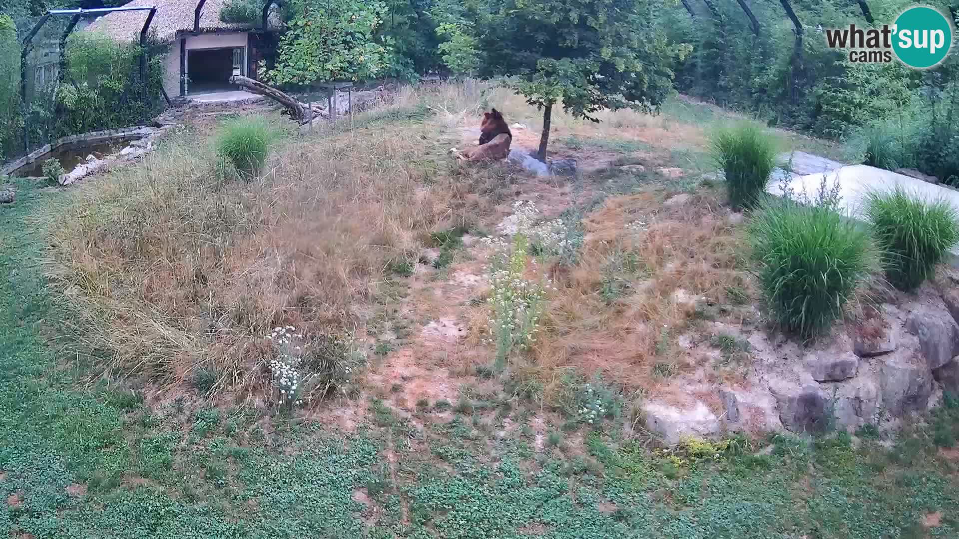 Zoo Lubiana live webcam Leoni
