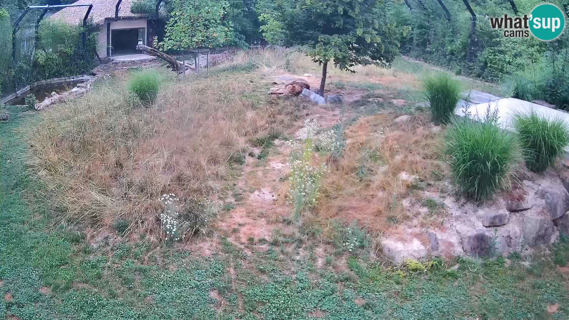 Zoo Lubiana live webcam Leoni