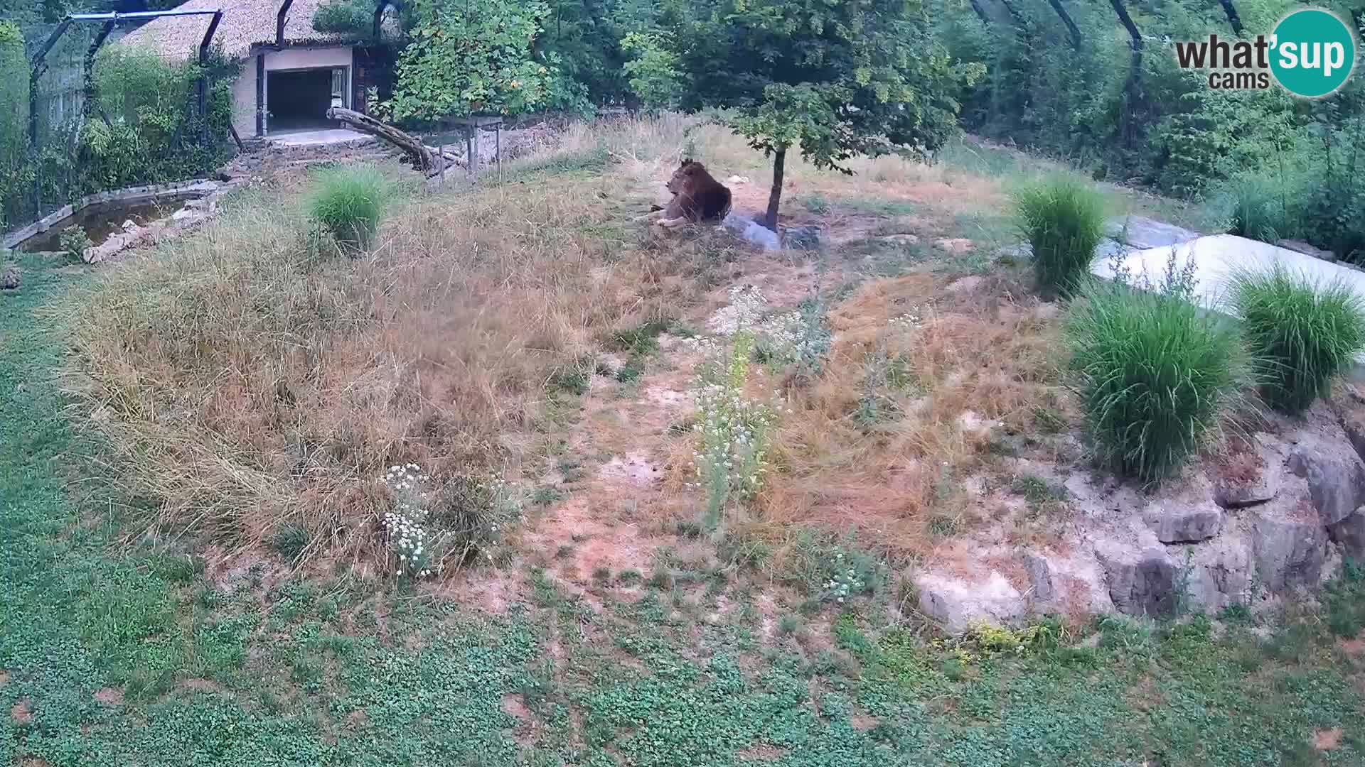 Zoo Ljubljana camera en vivo Leones